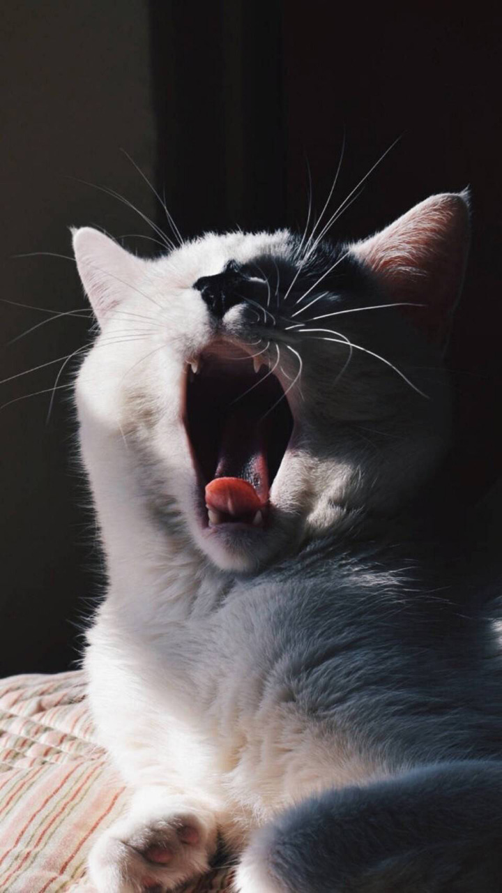 【v粉壁纸】懒猫喵星人 6p