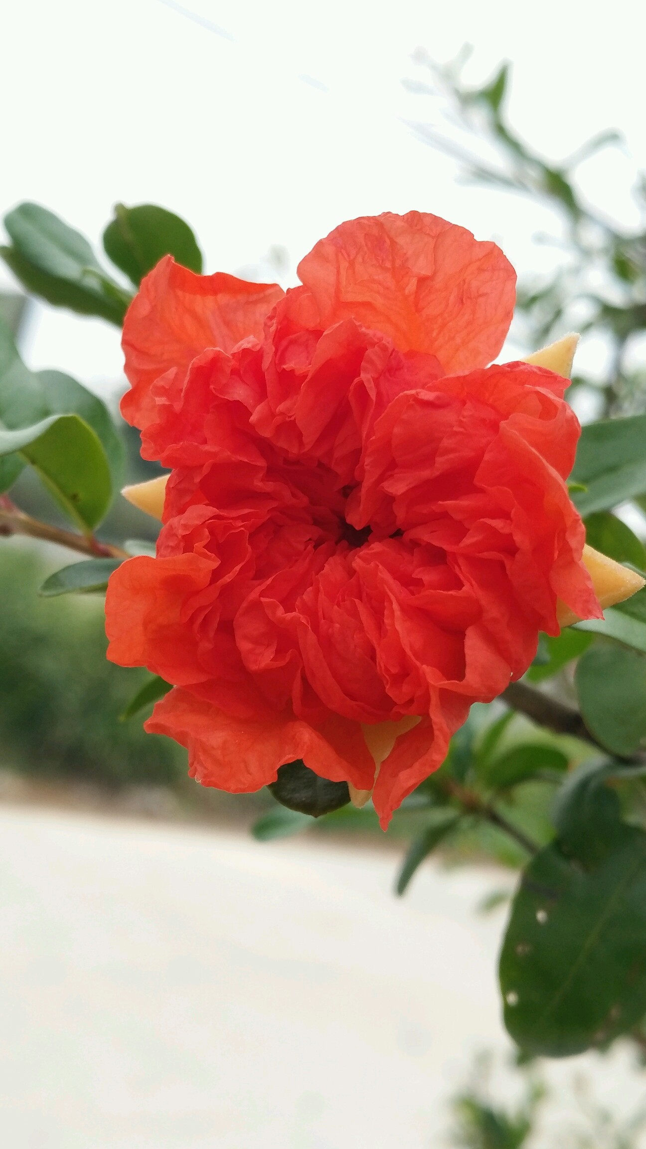 西安市花,【石榴花】