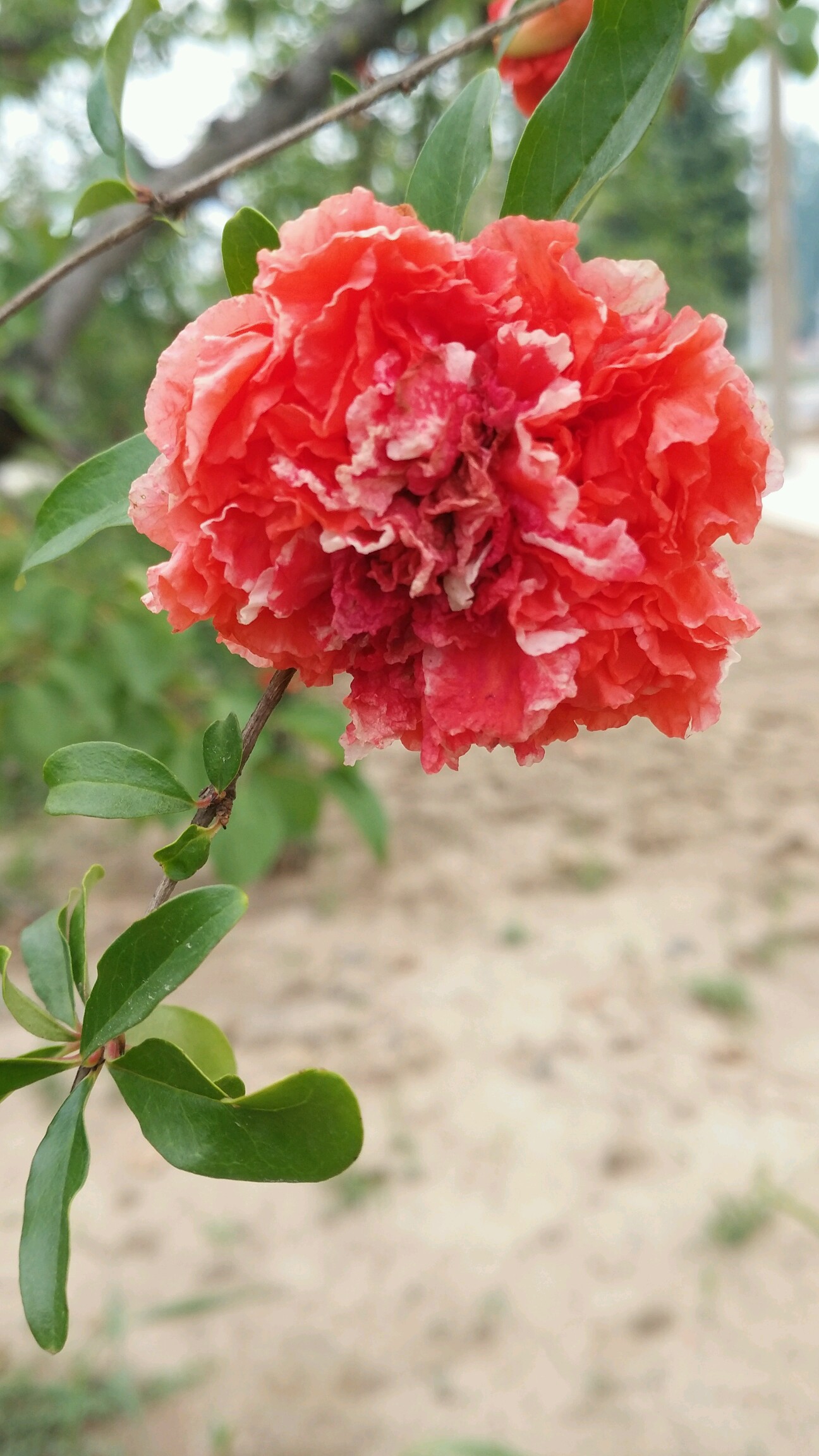 西安石榴花图片图片