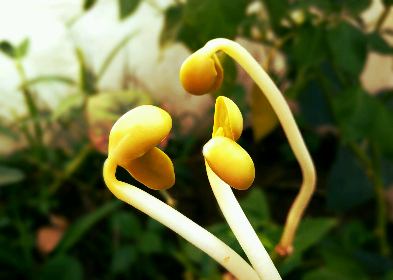 【x6a】豆芽之舞-第56页-手机摄影-vivo官网社区