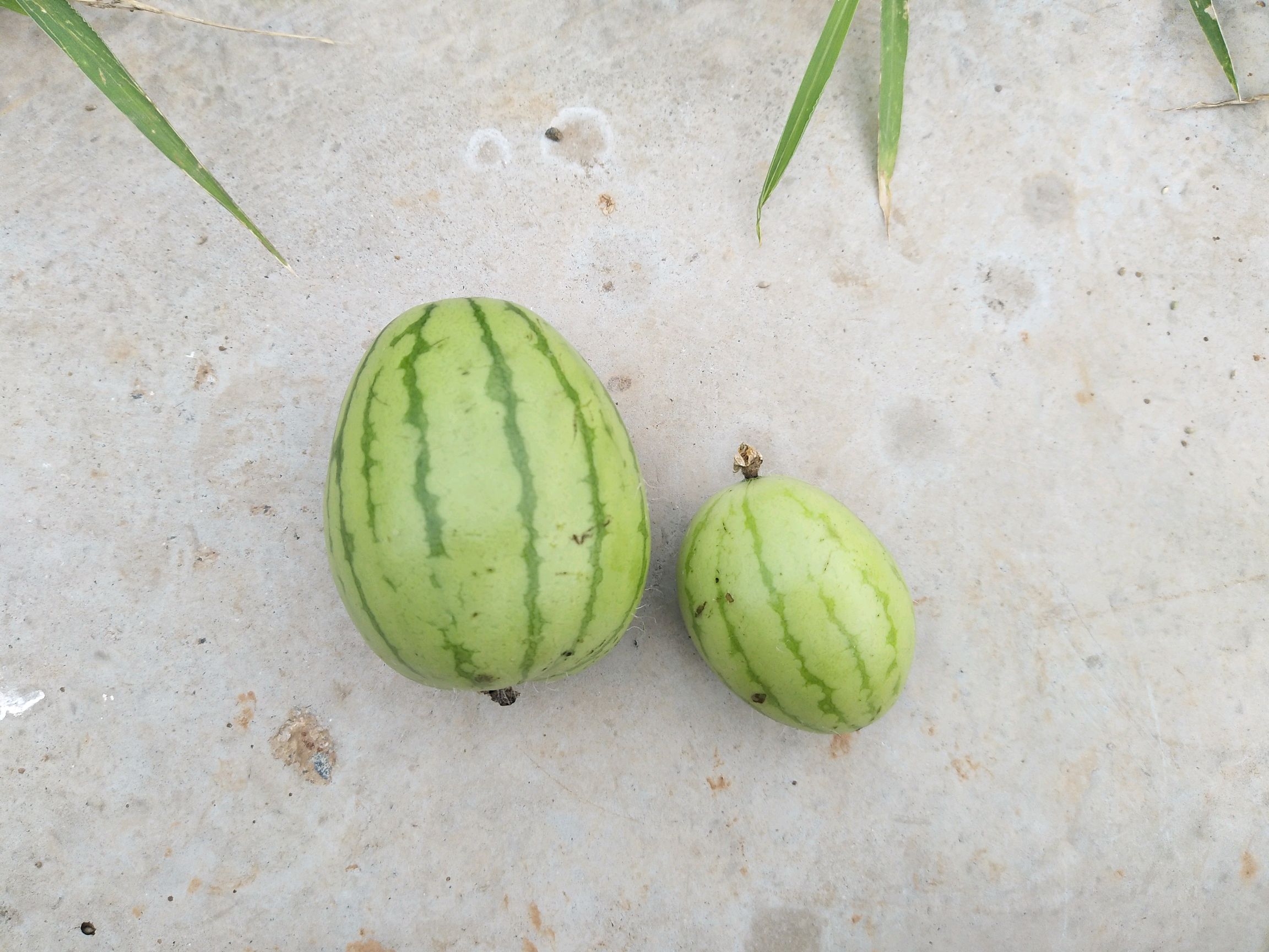 满山的野瓜野果-v粉随拍-vivo智能手机v粉社区