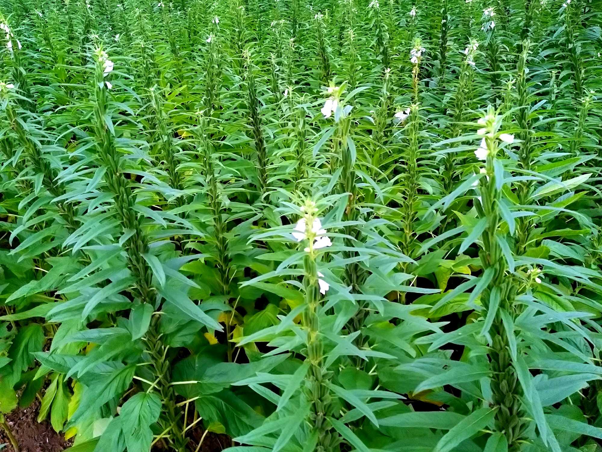 芝麻植物成熟图片图片