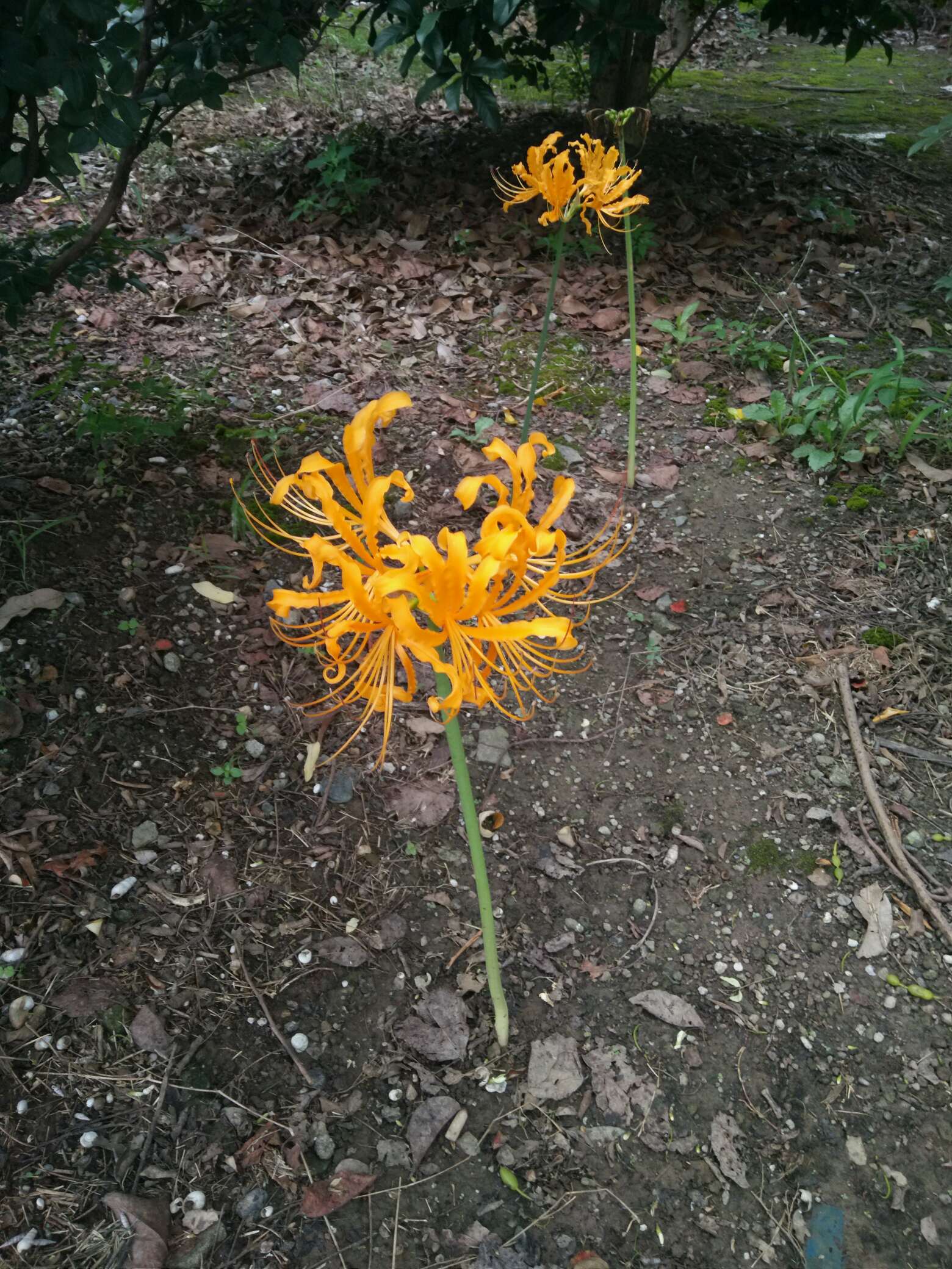 彼岸花只有紅白二色,紅色的叫曼珠沙華,紅花石蒜;白色的叫曼陀羅華