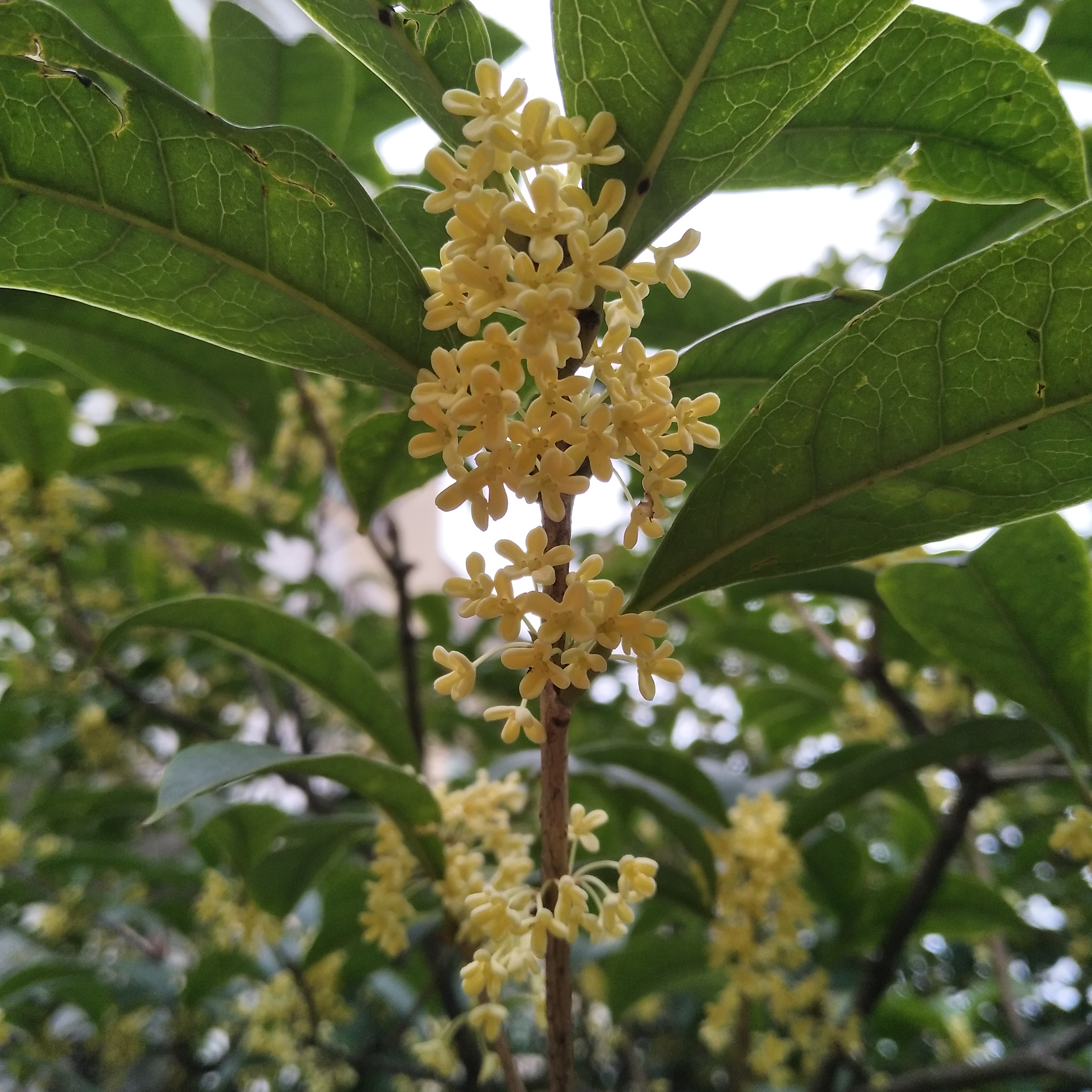 每日一拍#白桂花