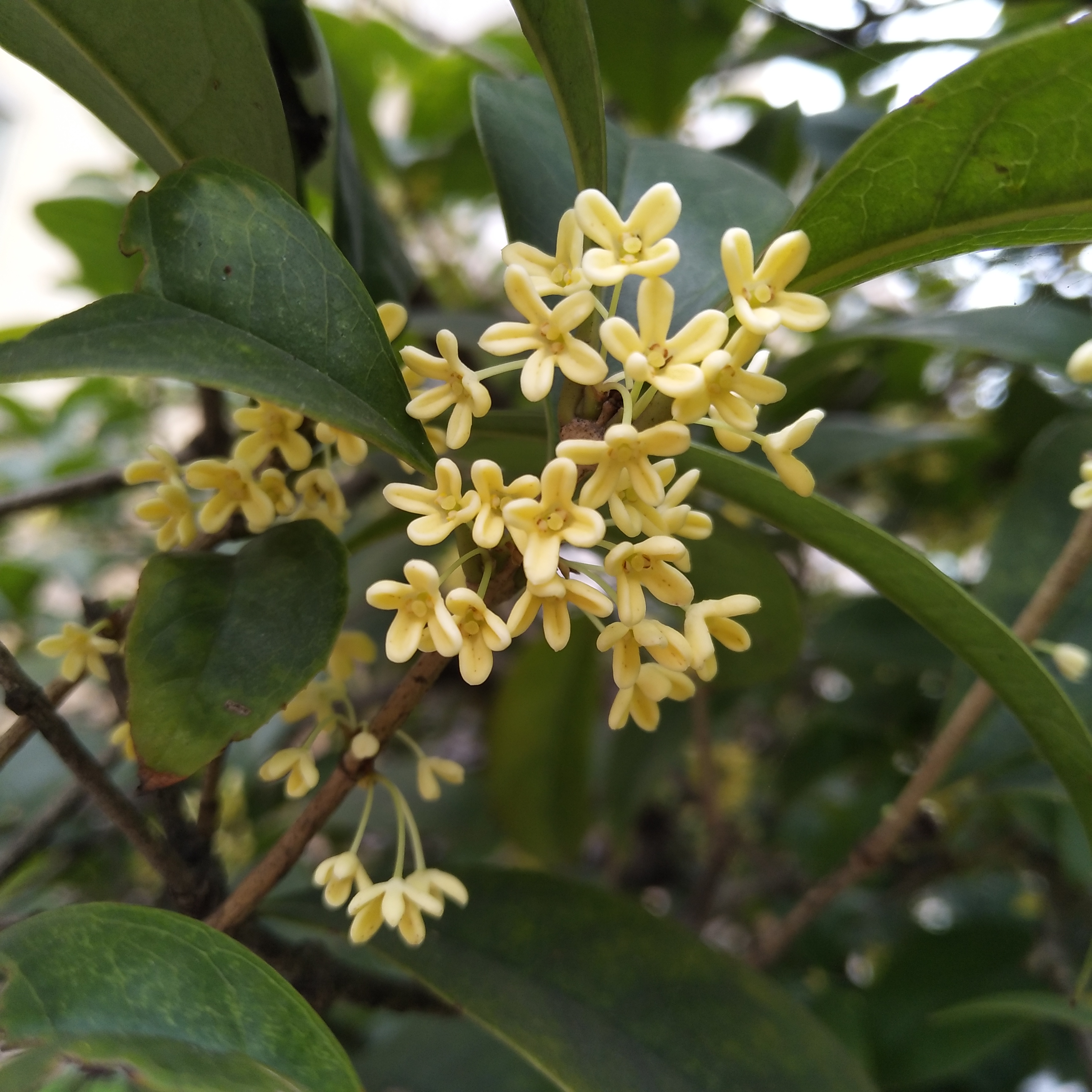 每日一拍#白桂花