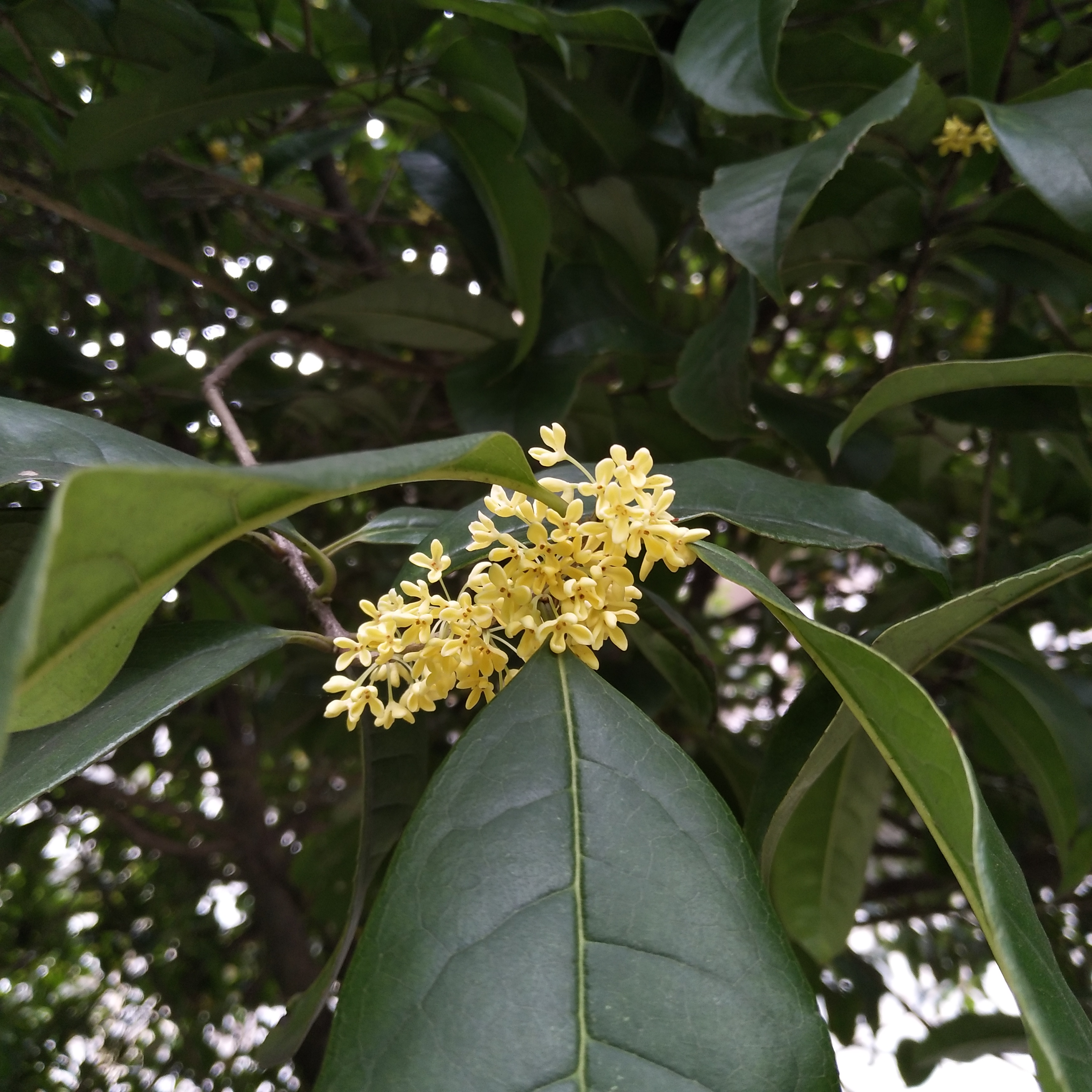 每日一拍#白桂花