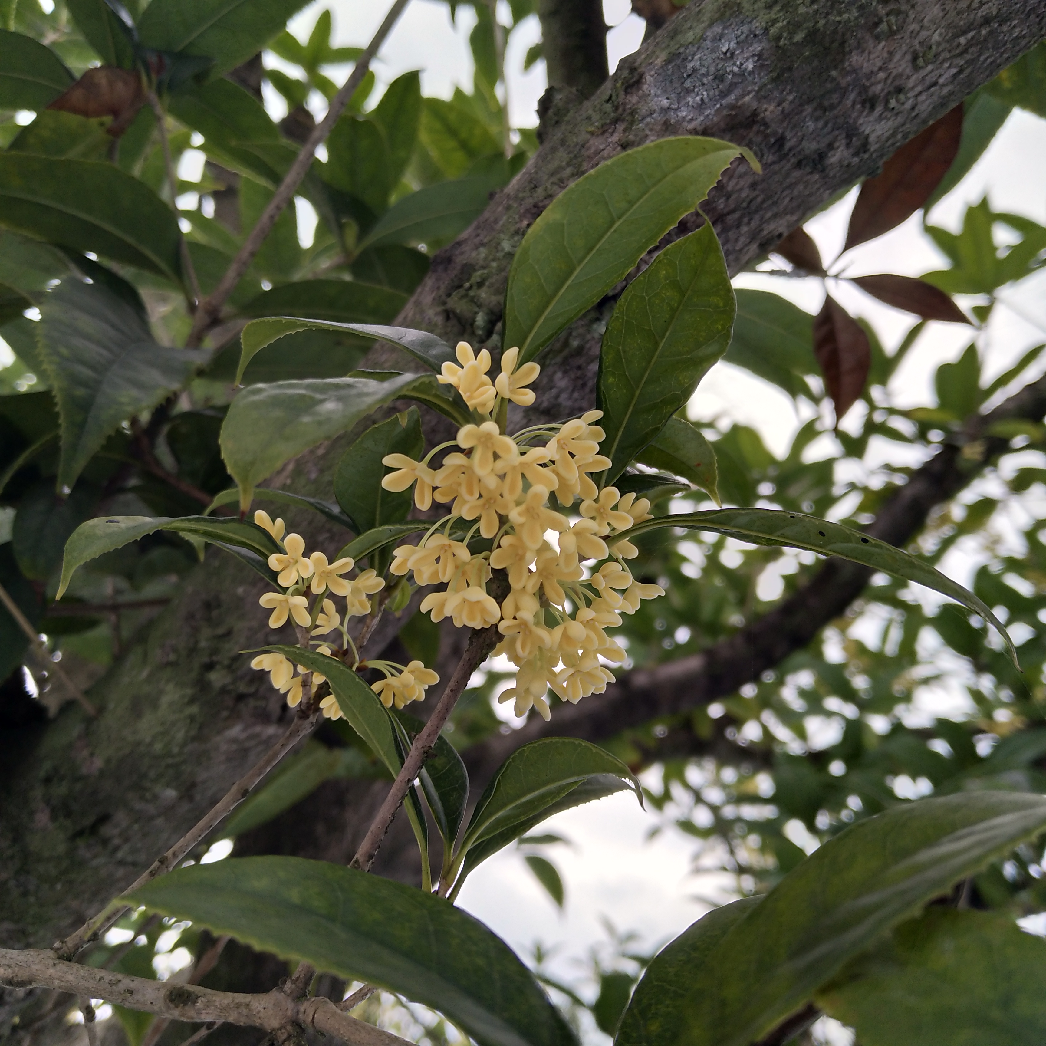 #每日一拍#白桂花-第3页-手机摄影-vivo官网社区