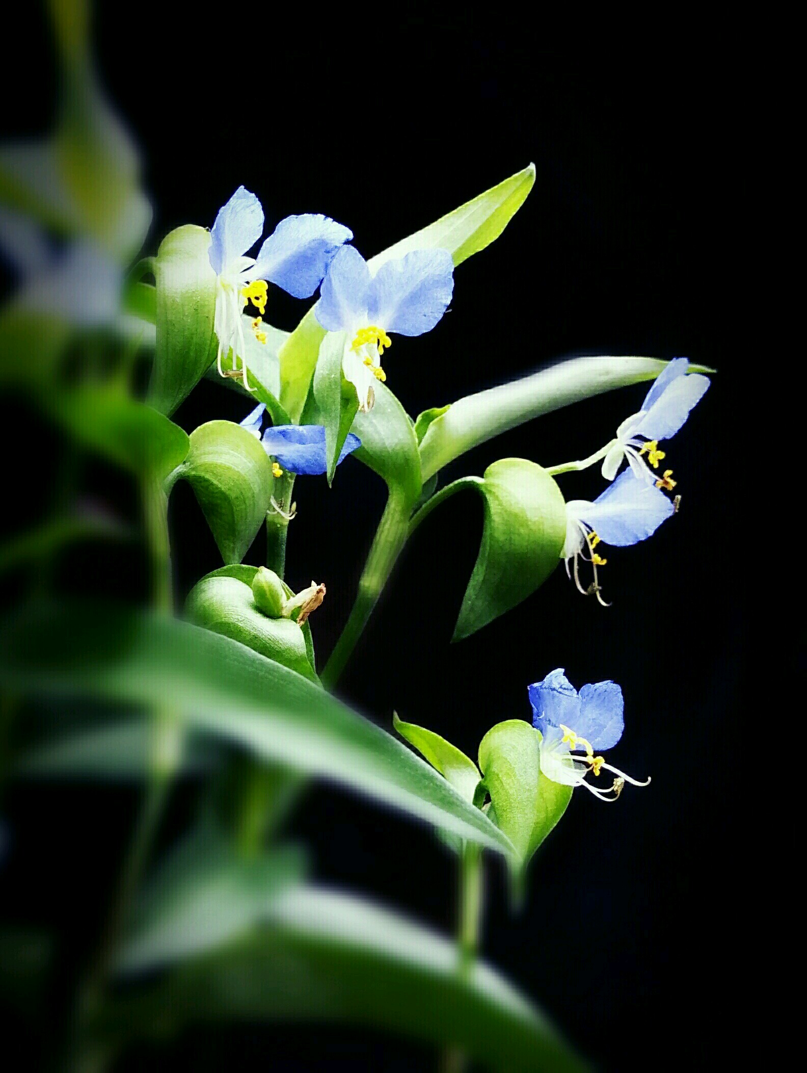 常常见到的花,以前只知道她叫鸭跖草,她还有漂亮的名字:翠蝴蝶,碧蝉花