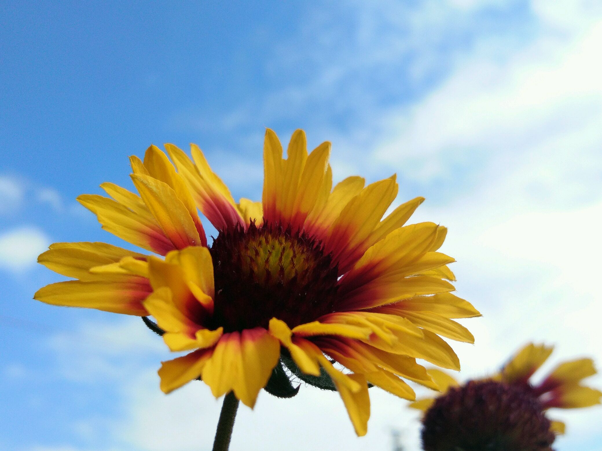 每日一拍# 天人菊