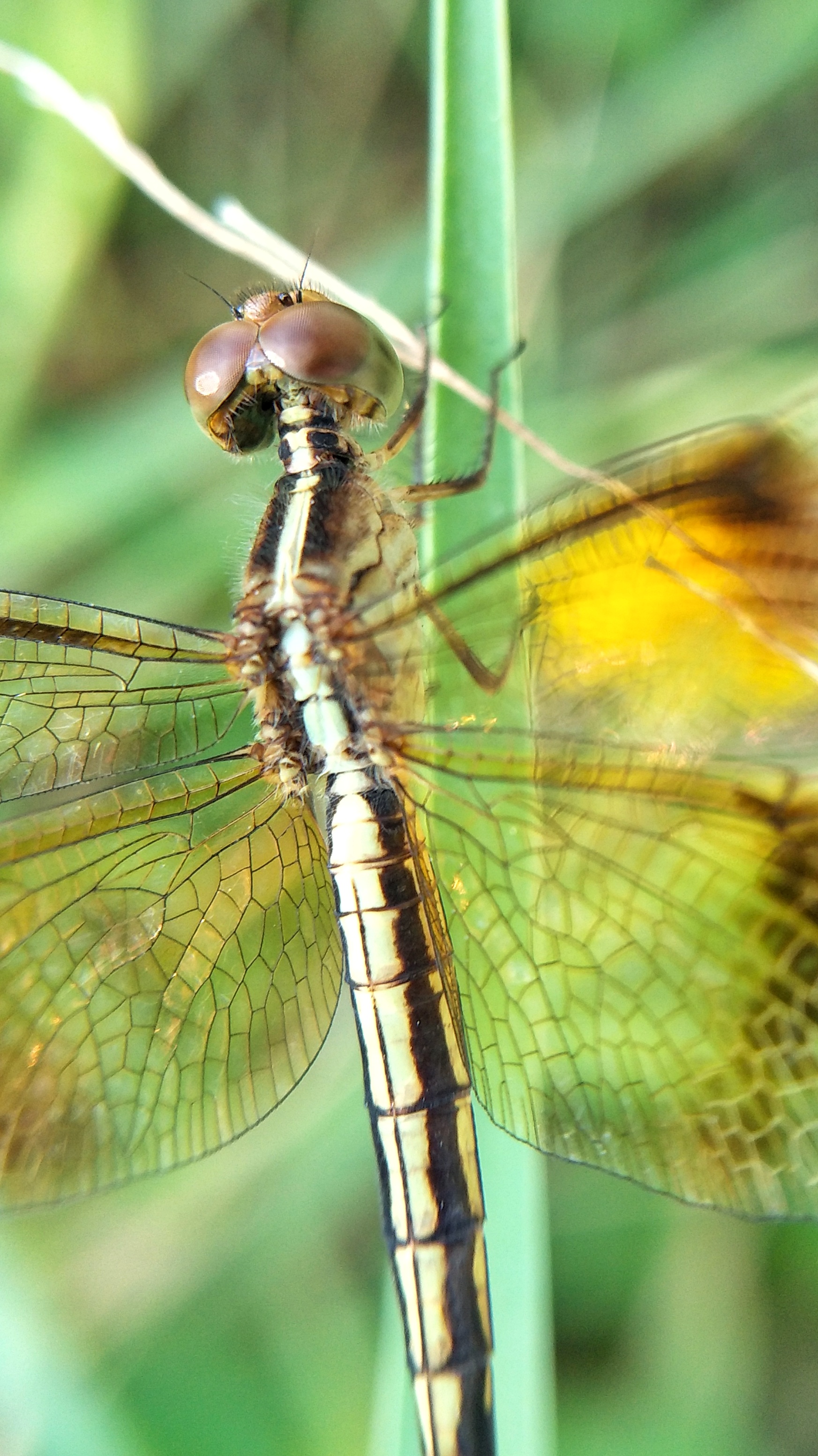 每日一拍#蜻蜓展翅