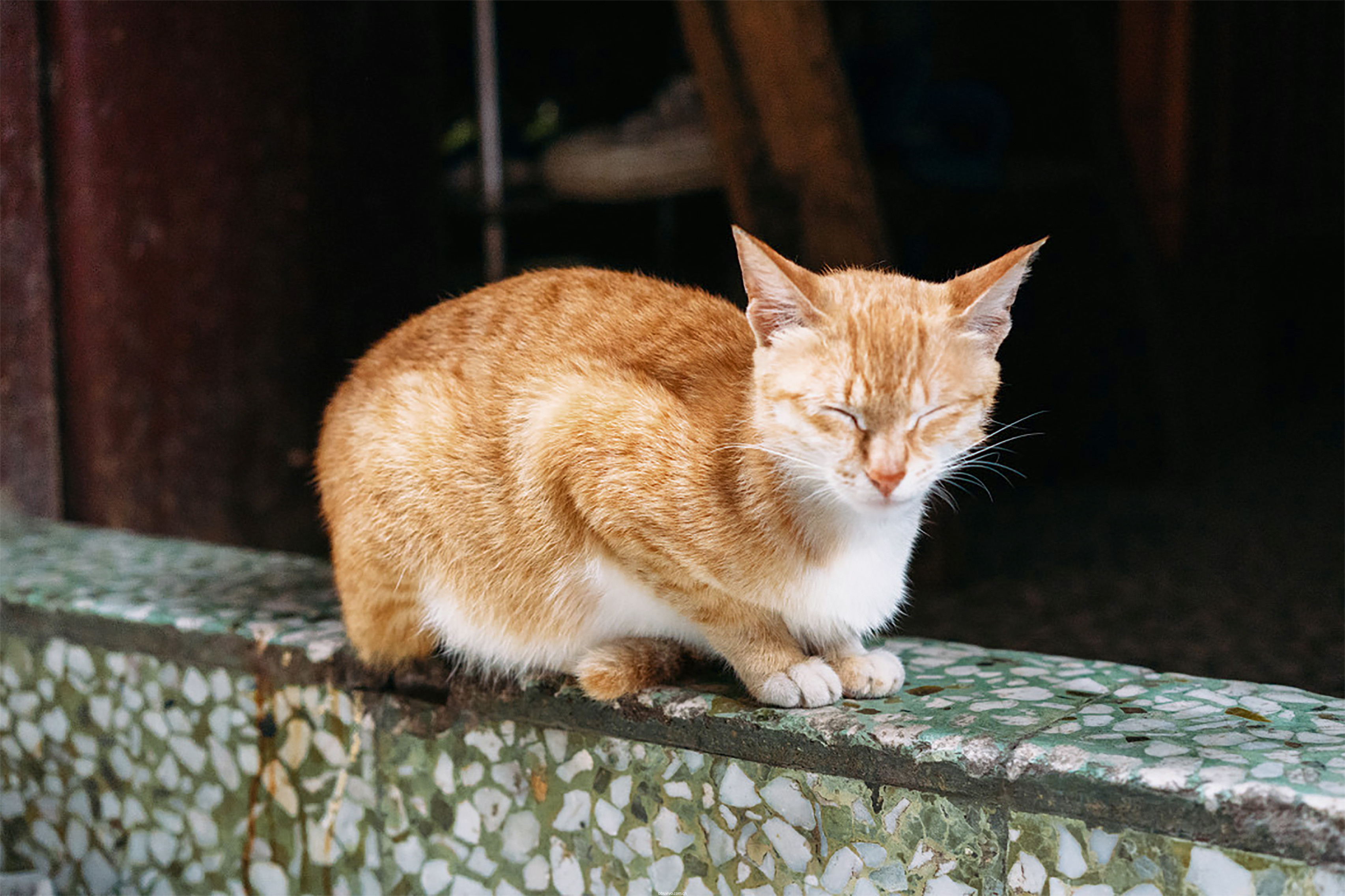 #每日一拍#流浪猫随拍