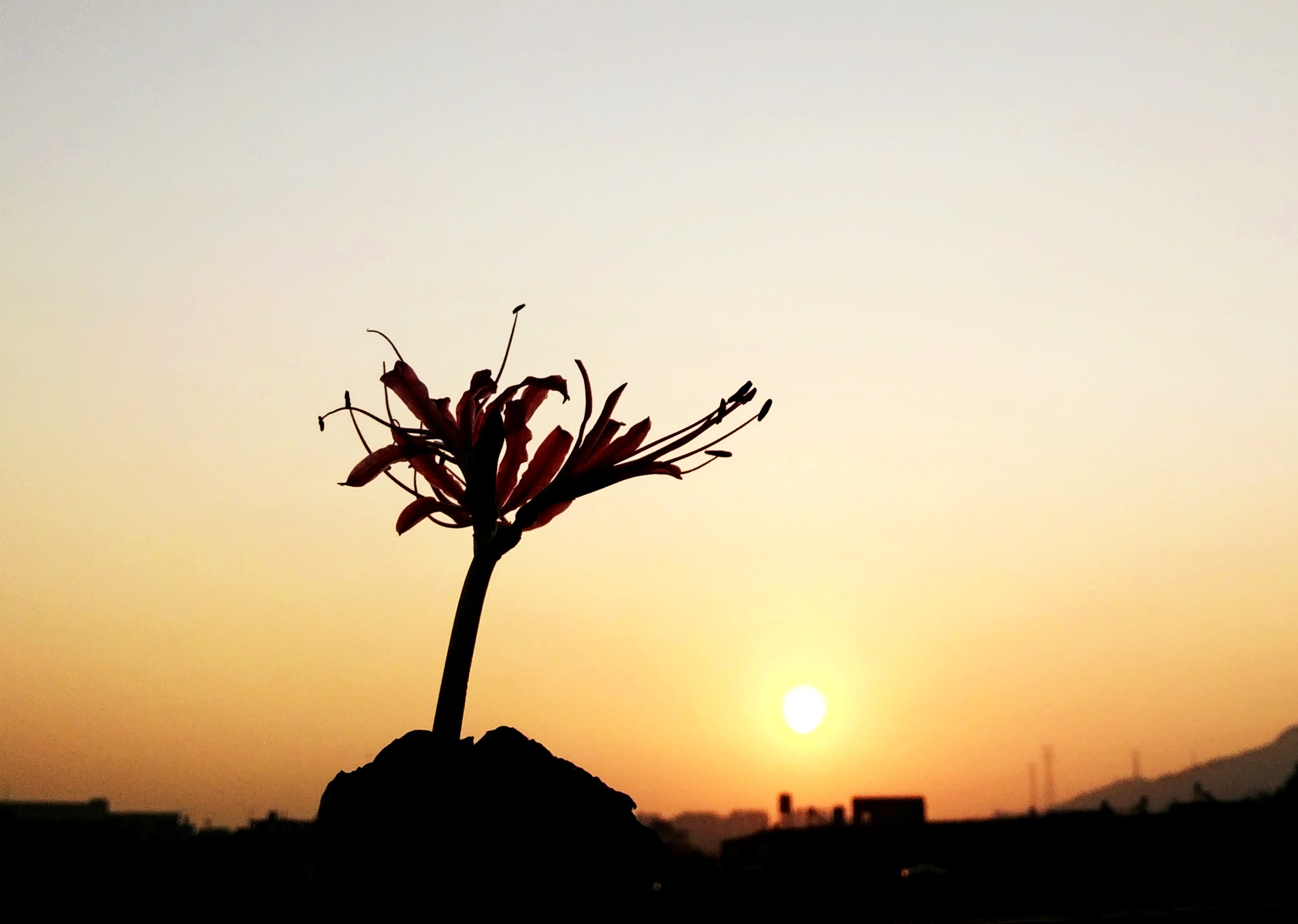 光影彼岸是流年,光影彼岸是流年作者顾言他 光影彼岸是流年,光影彼岸是流年作者顾言他