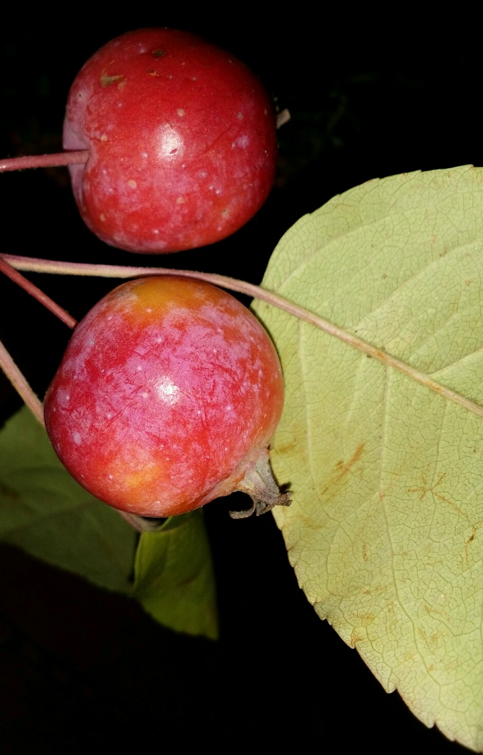 这是山上摘的唯一好吃的果子.酸酸甜甜的口感!