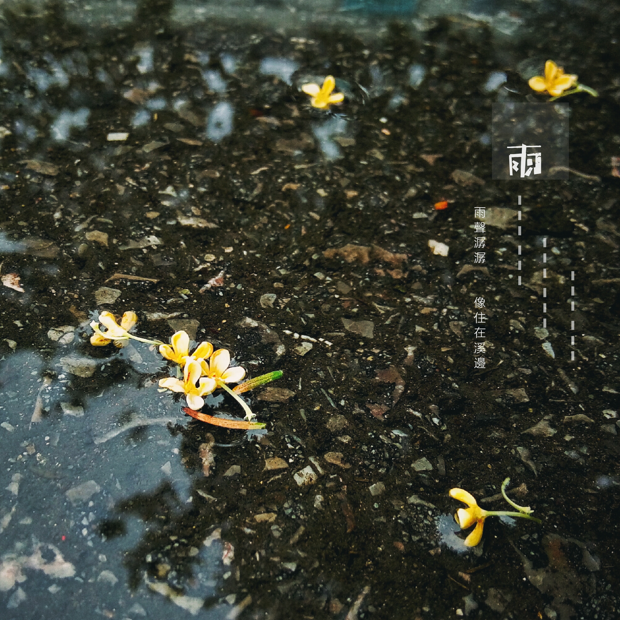 桂花雨背景图图片