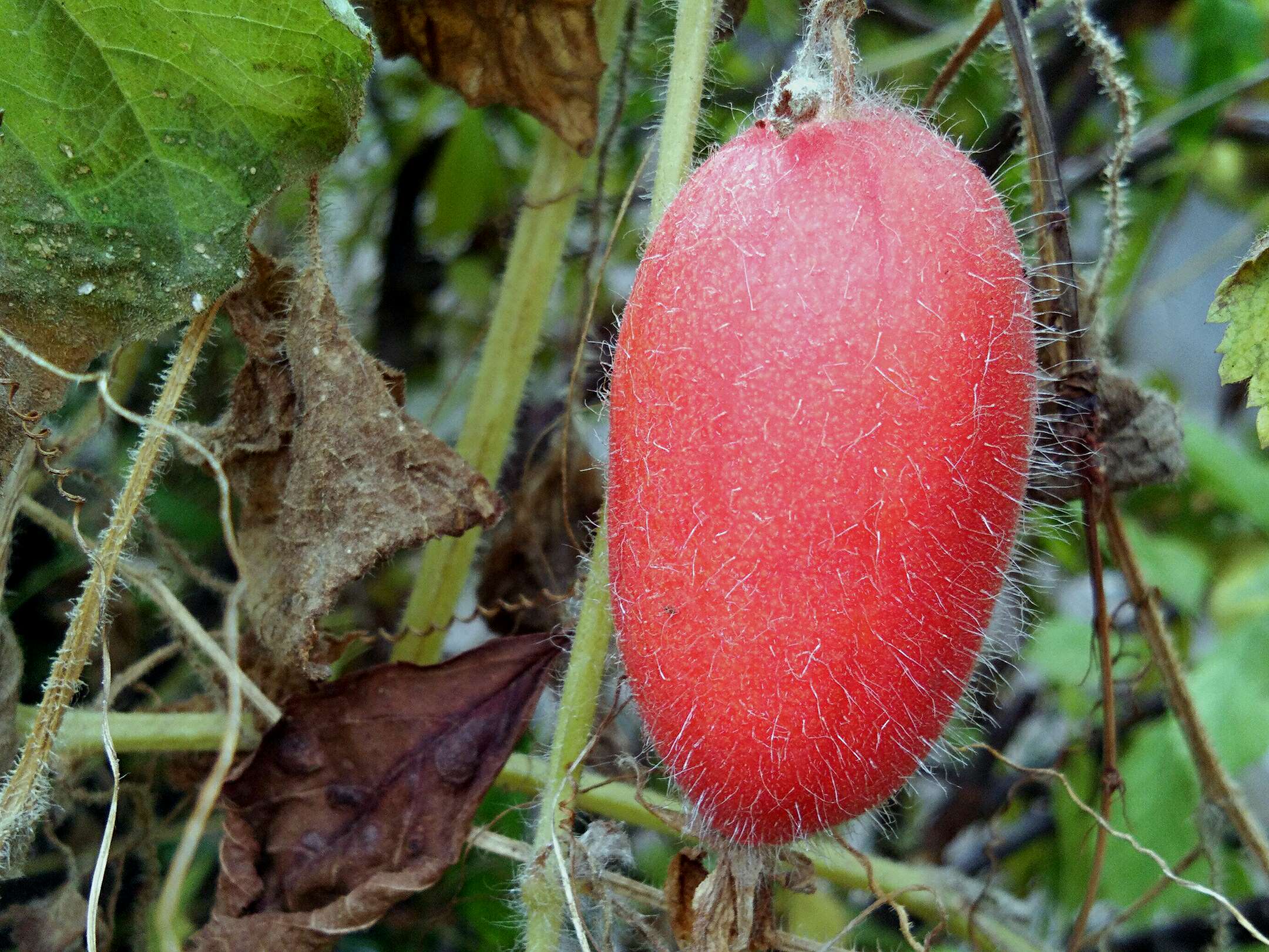 【v3max a】 赤瓟红了