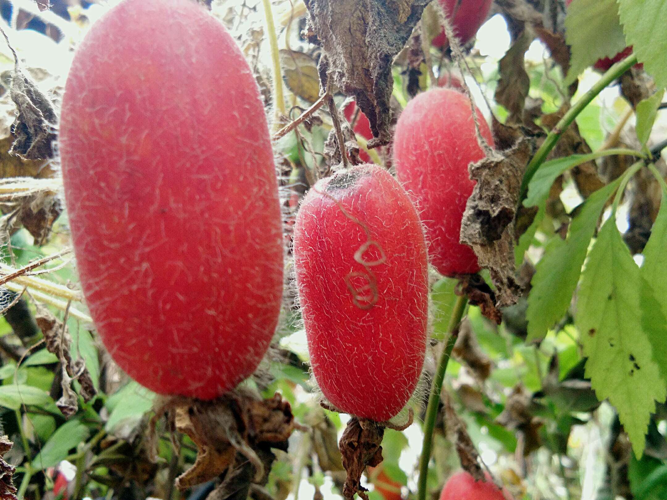 【v3max a】 赤瓟红了