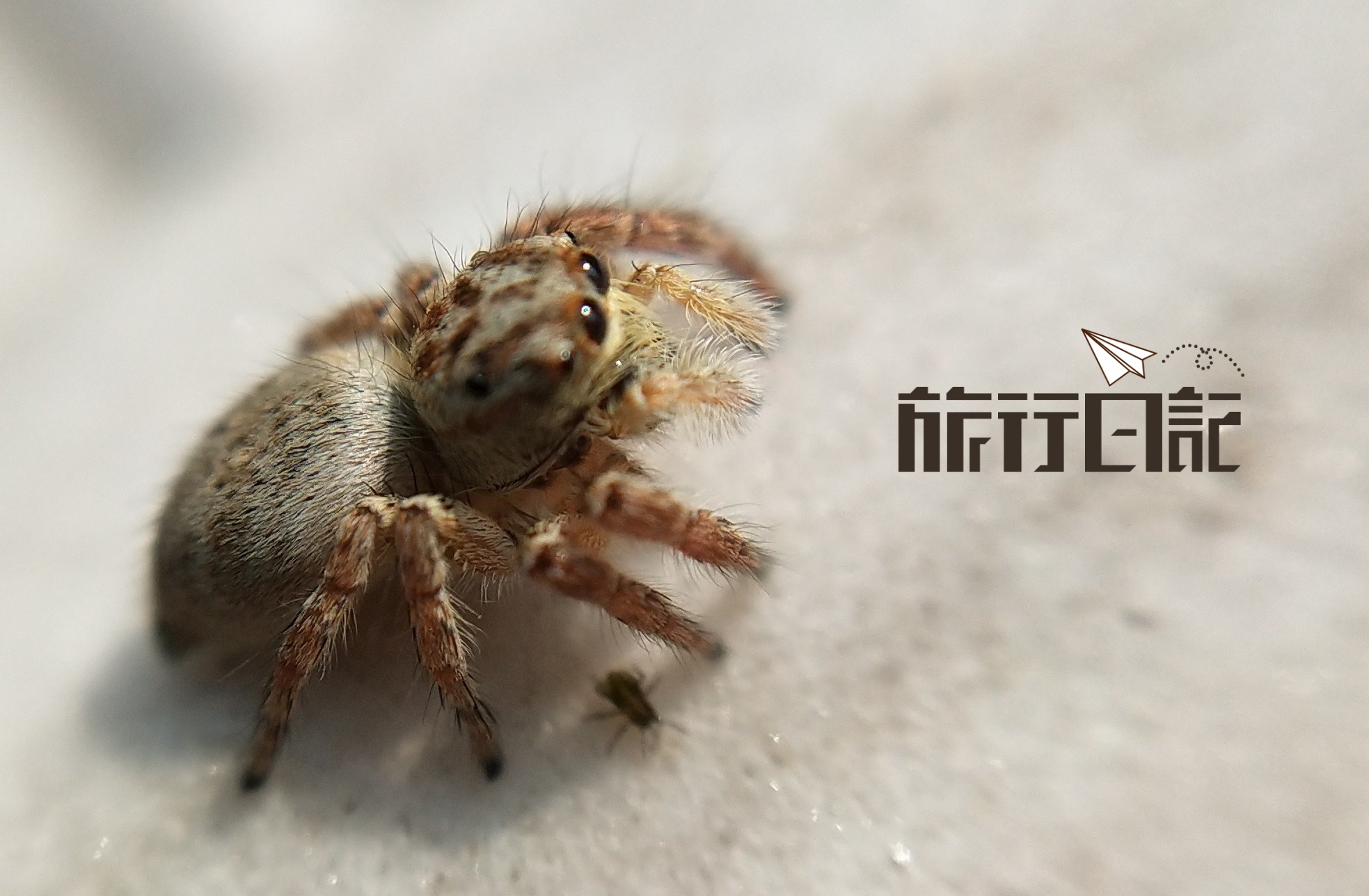 可爱 的小蜘蛛