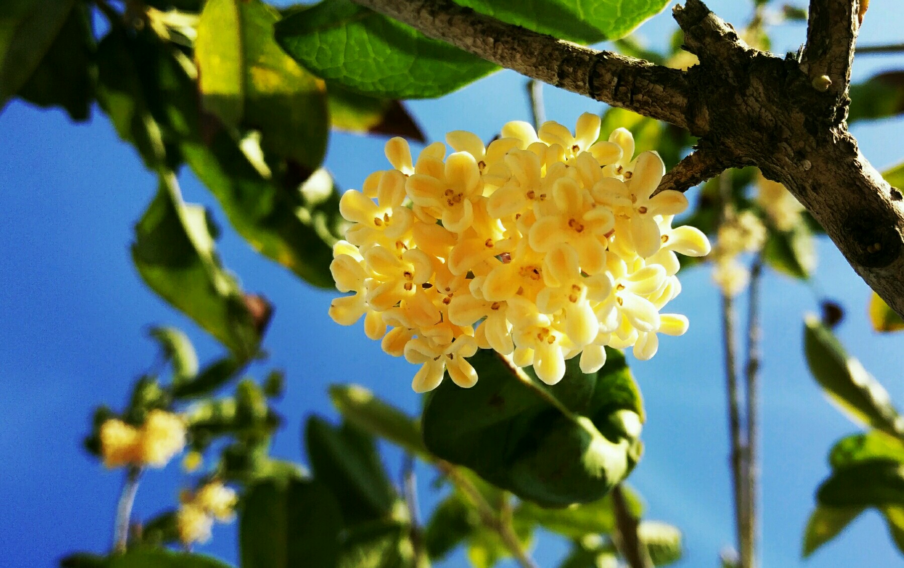 金桂花图片壁纸图片