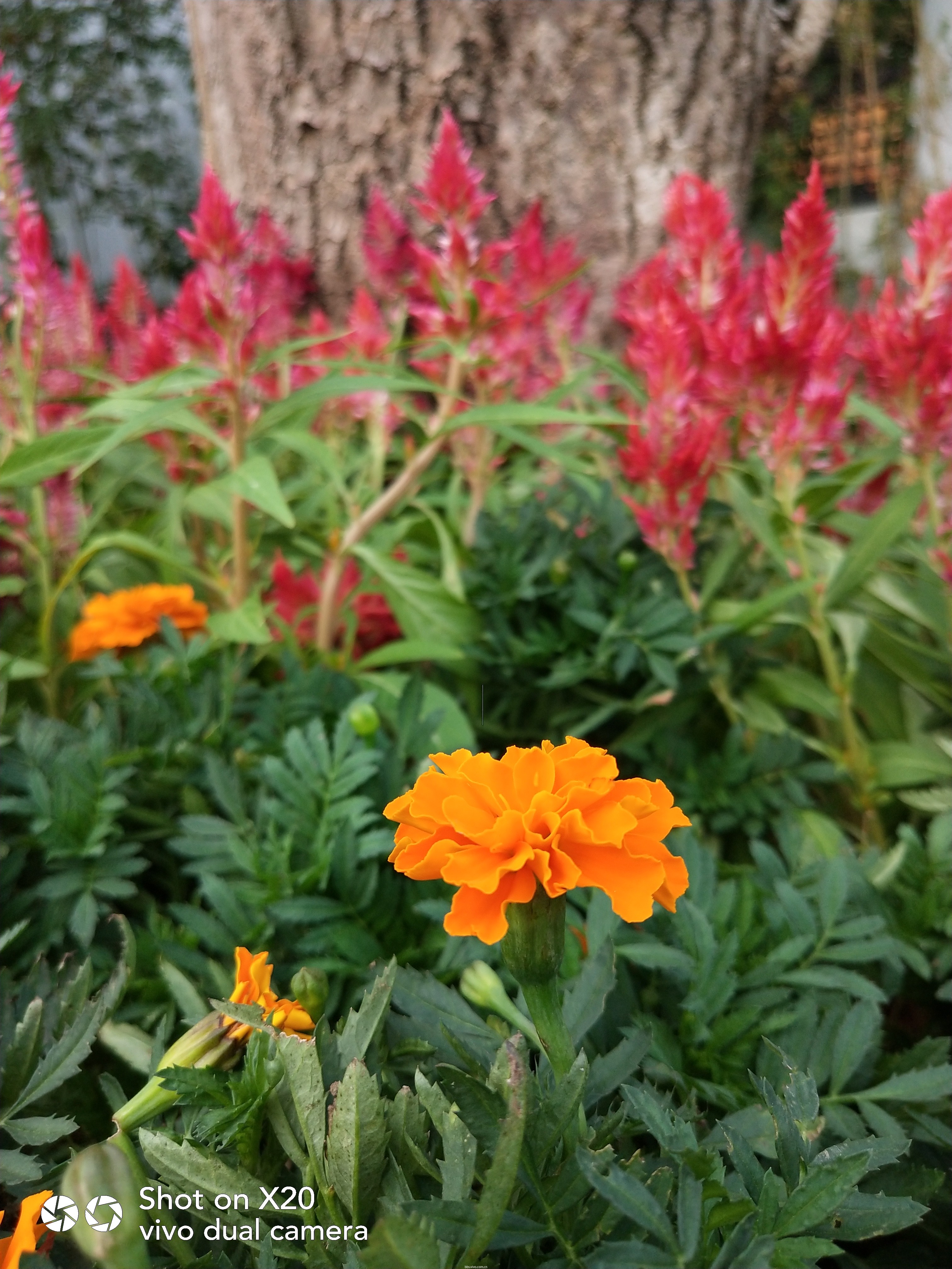 【X20全面屏晒单】教你如何用vivo X20激活你