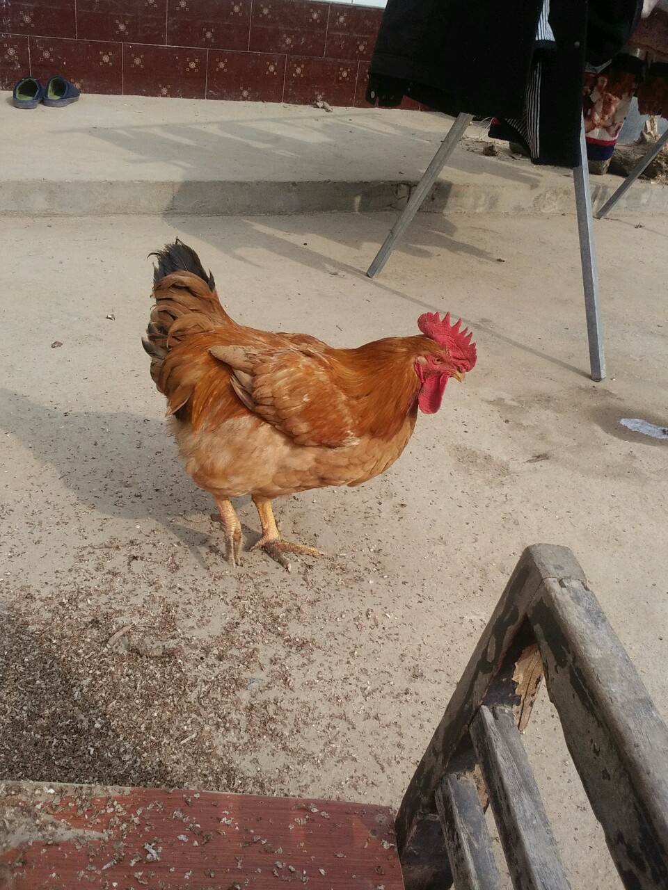 大公鸡-v粉家园-vivo官网社区