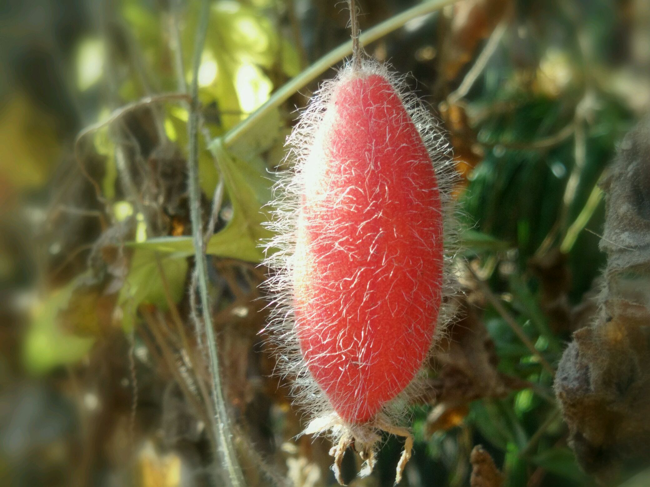 发现生活之美# 冬日/赤瓟