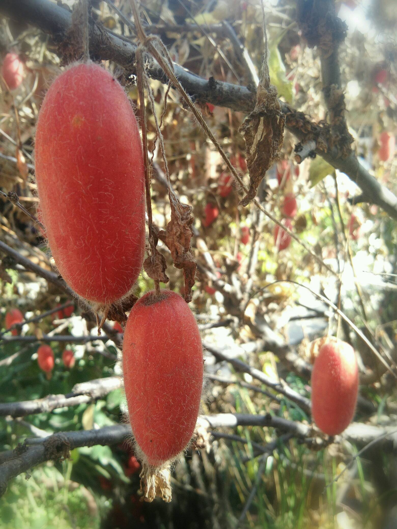 发现生活之美# 冬日/赤瓟