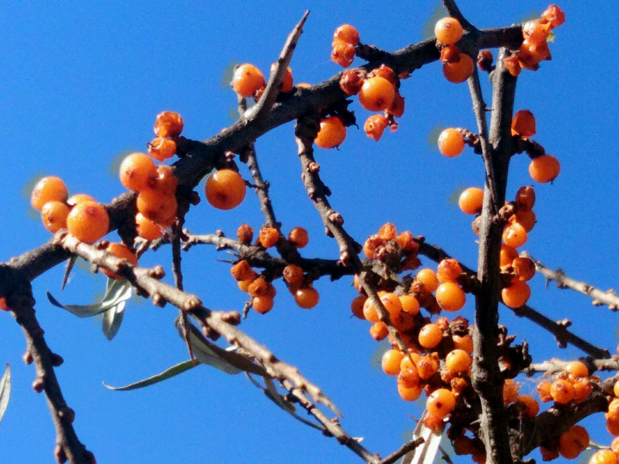 【v3max a】沙棘果