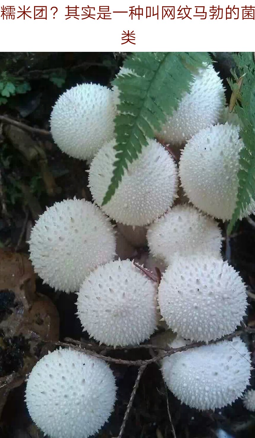 全球罕见奇花异果(三)