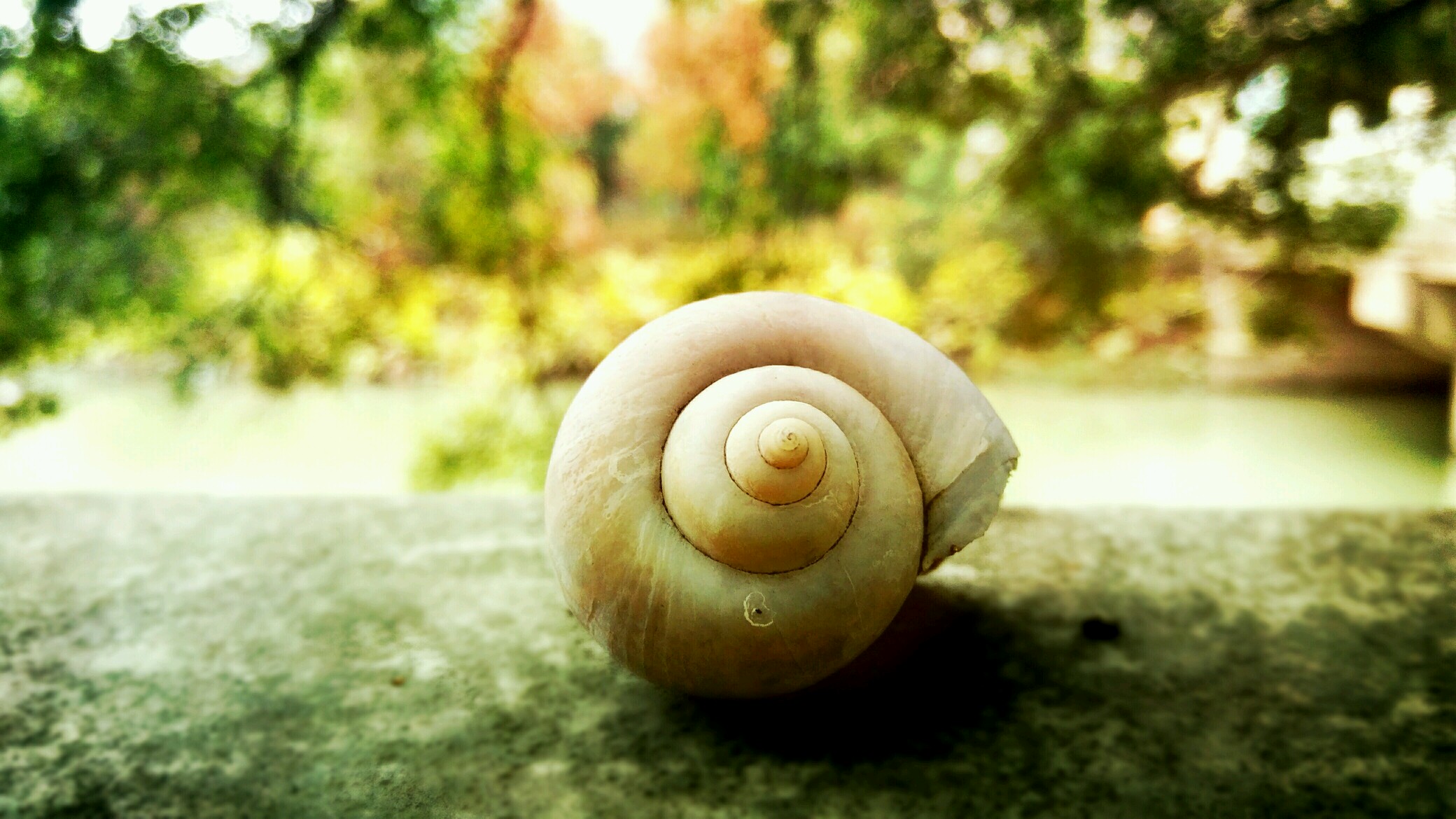【摄影达人·x6a】一只蜗牛的贝壳