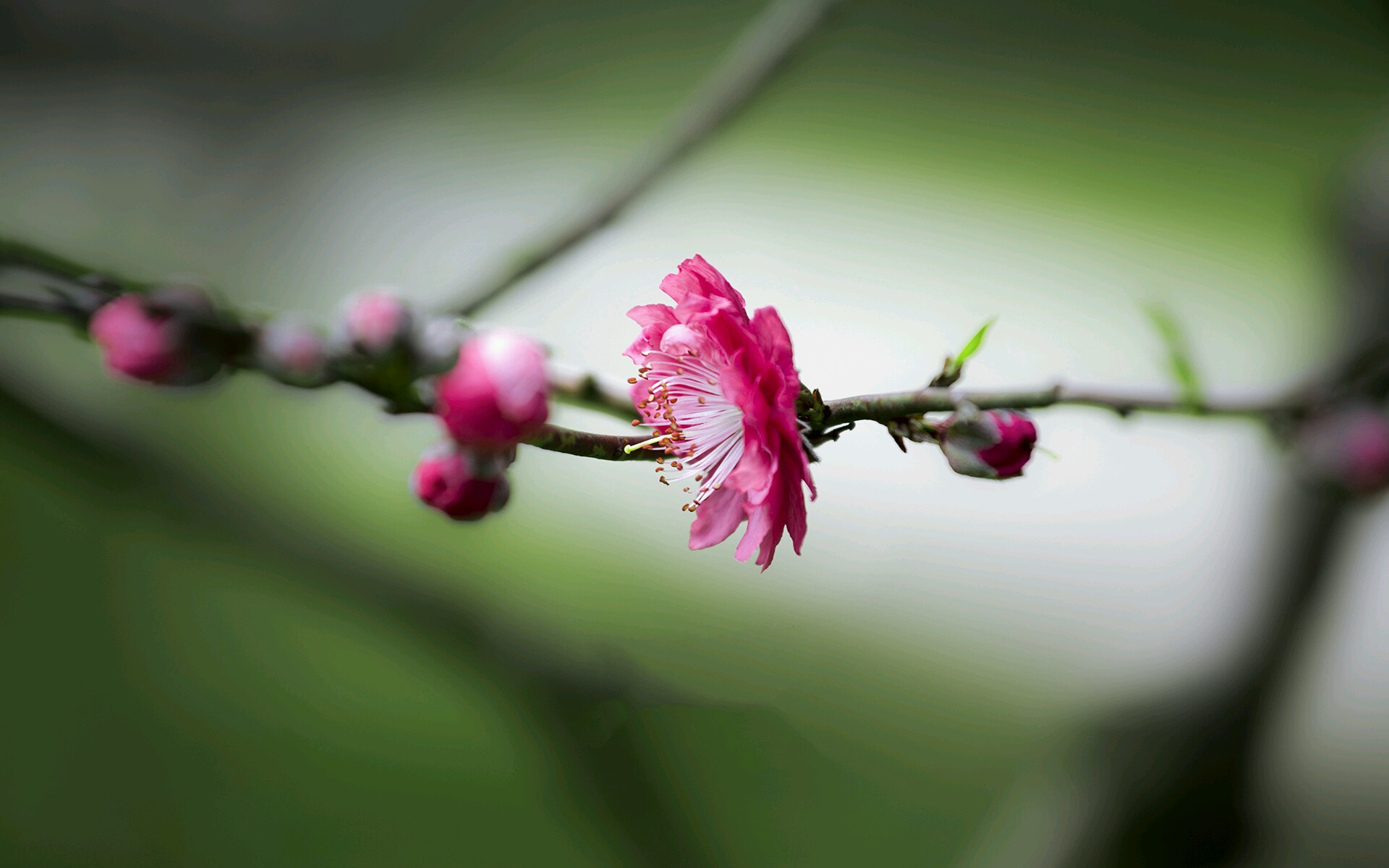 v粉壁纸〕桃花-第3页-资源分享-vivo官网社区