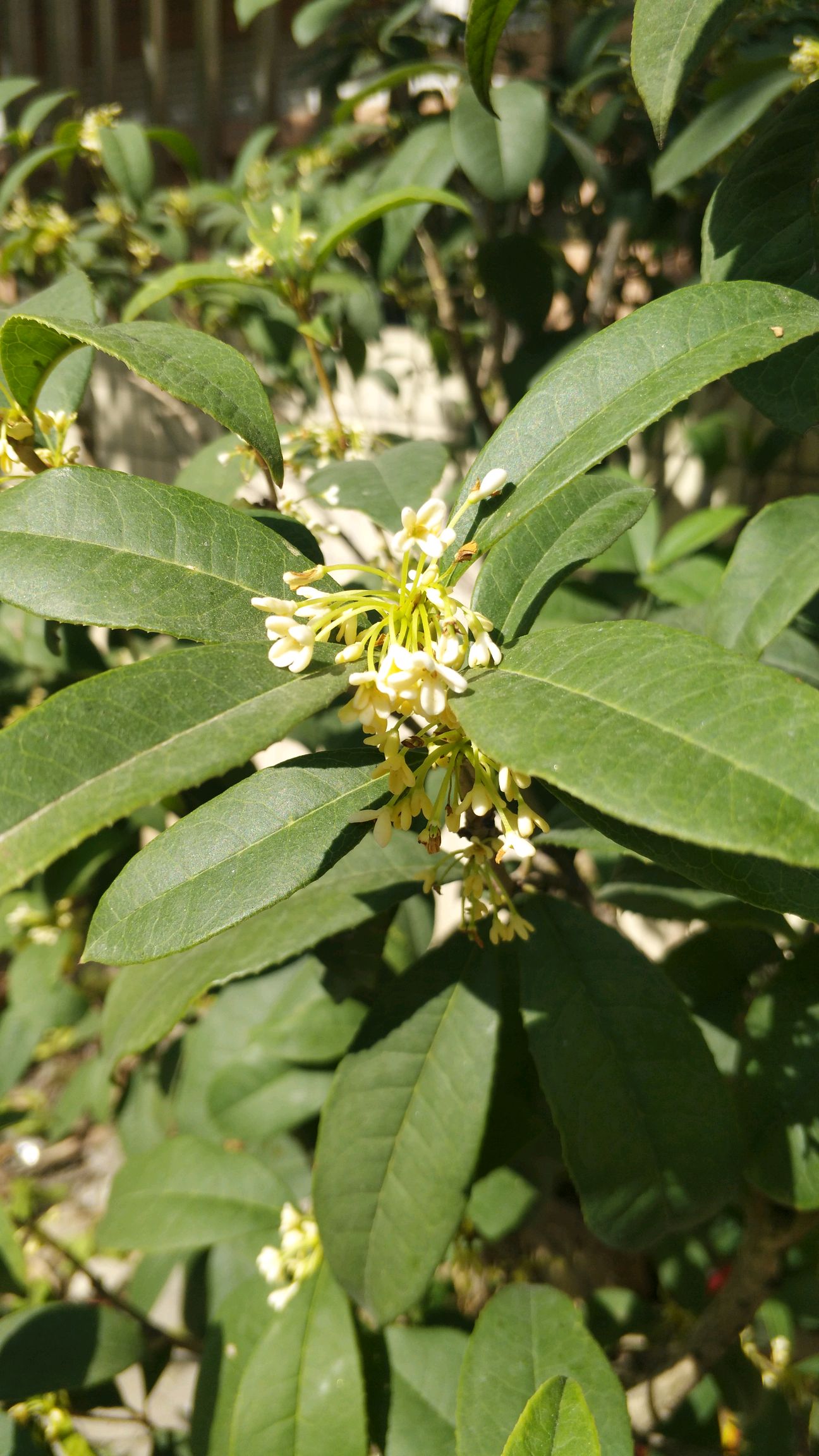 冬天里的桂花