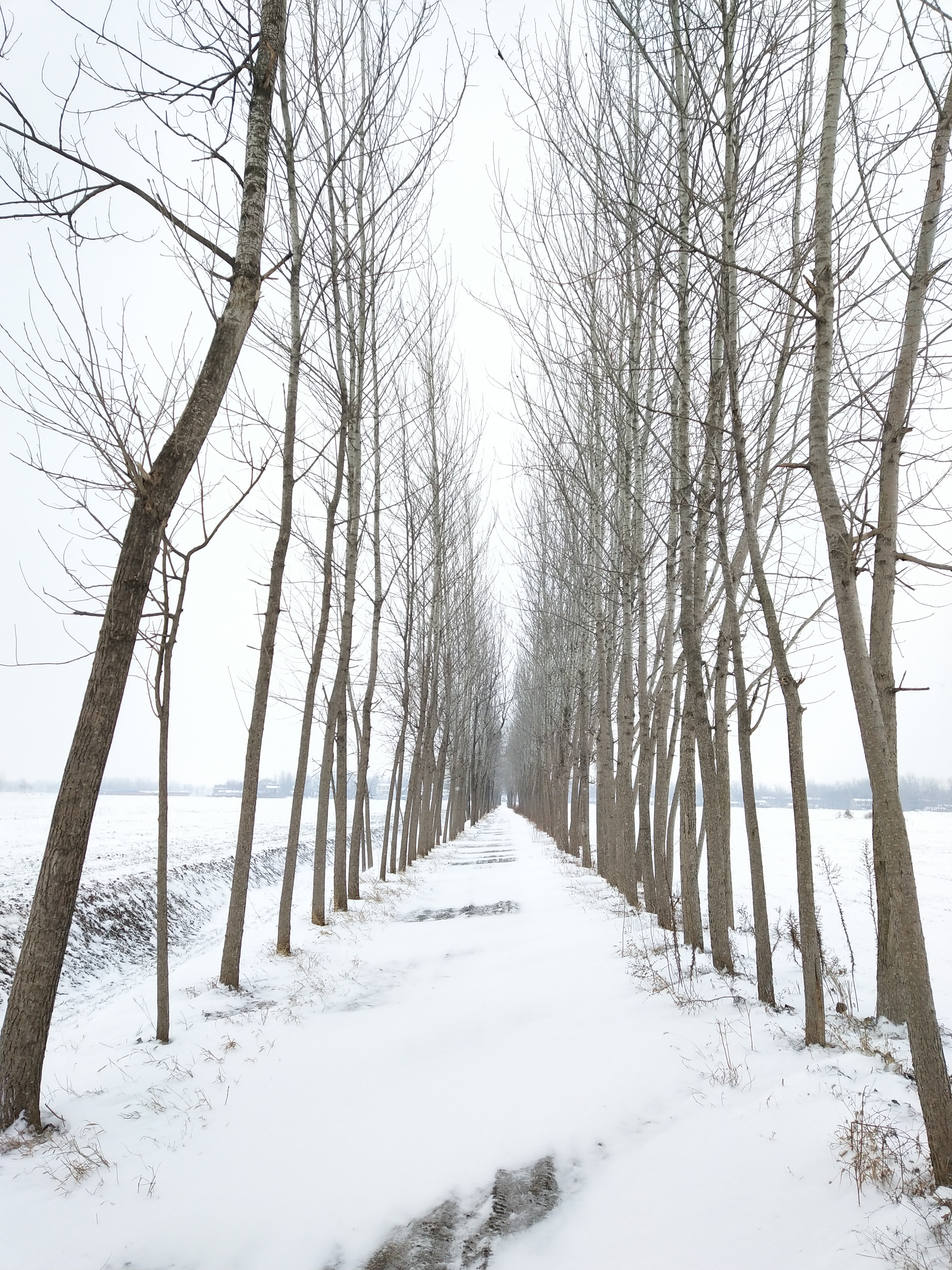 河南农村雪景图片