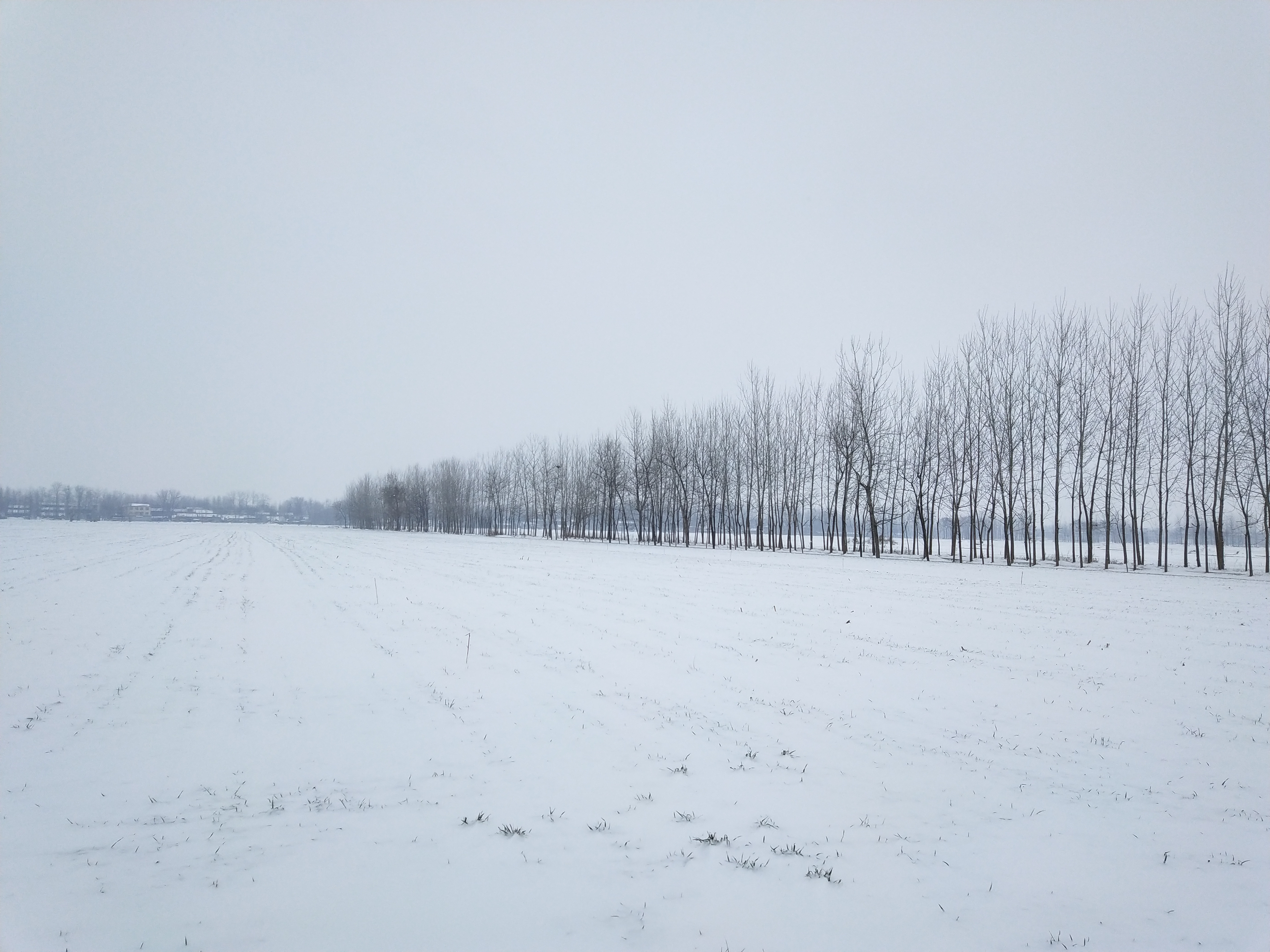 家乡的雪景图图片