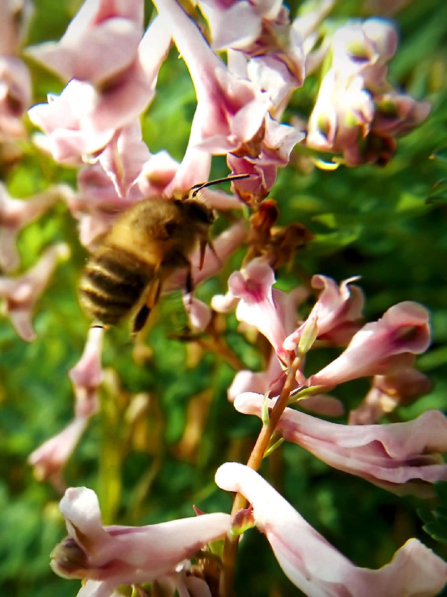 【x9摄影】蜜蜂采花季