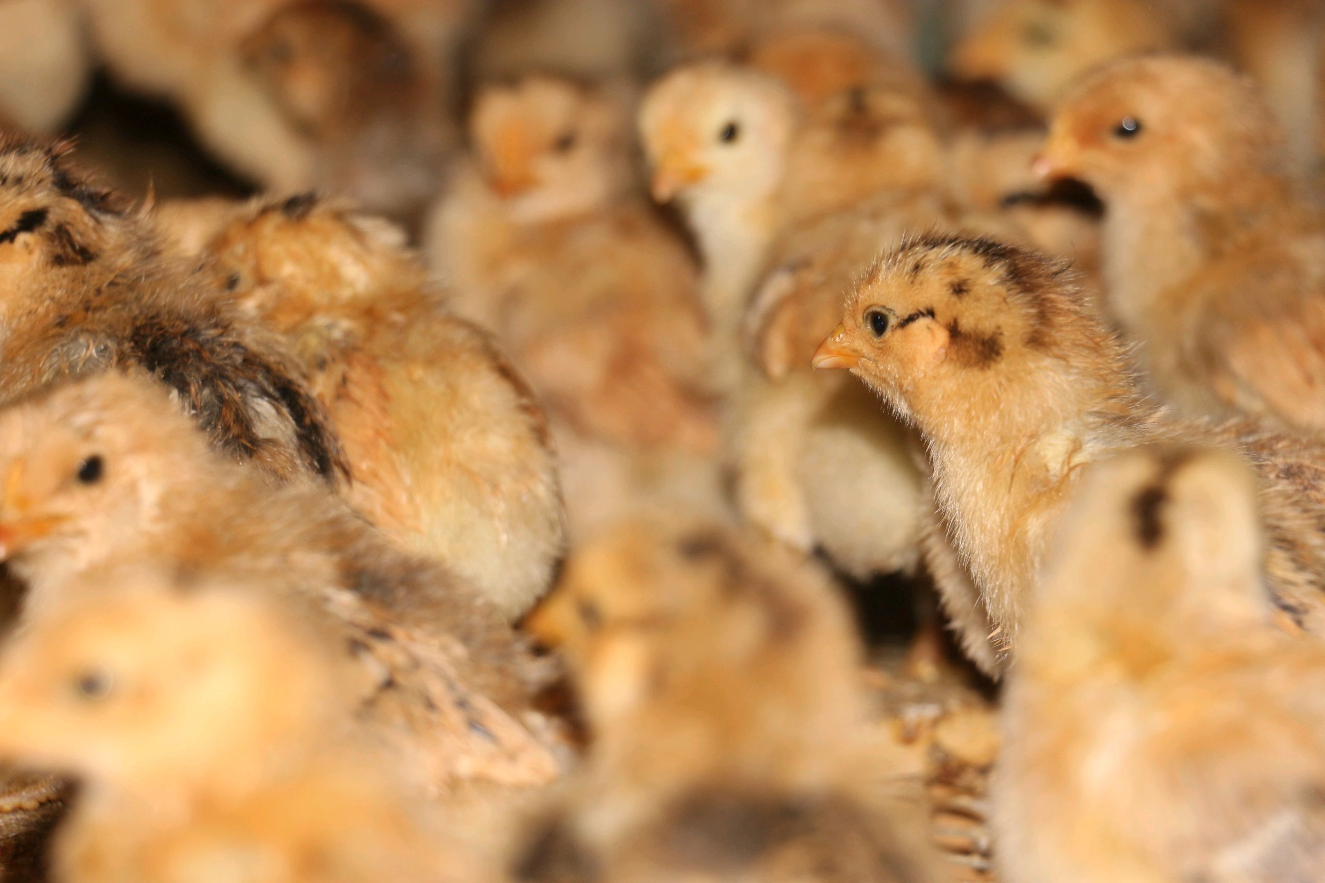 分享一波咱家养的小鸡