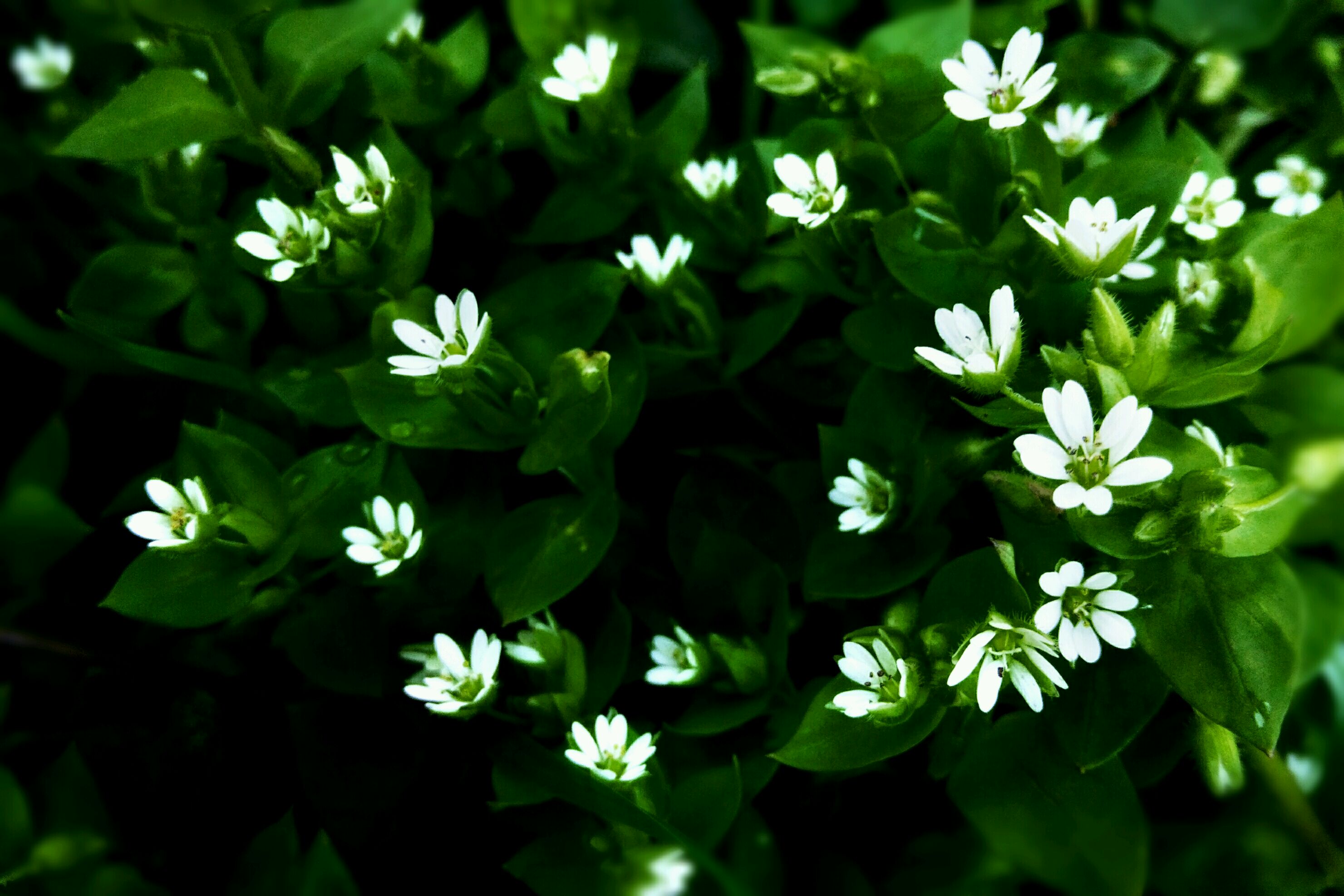 【摄影达人·x6a】繁缕