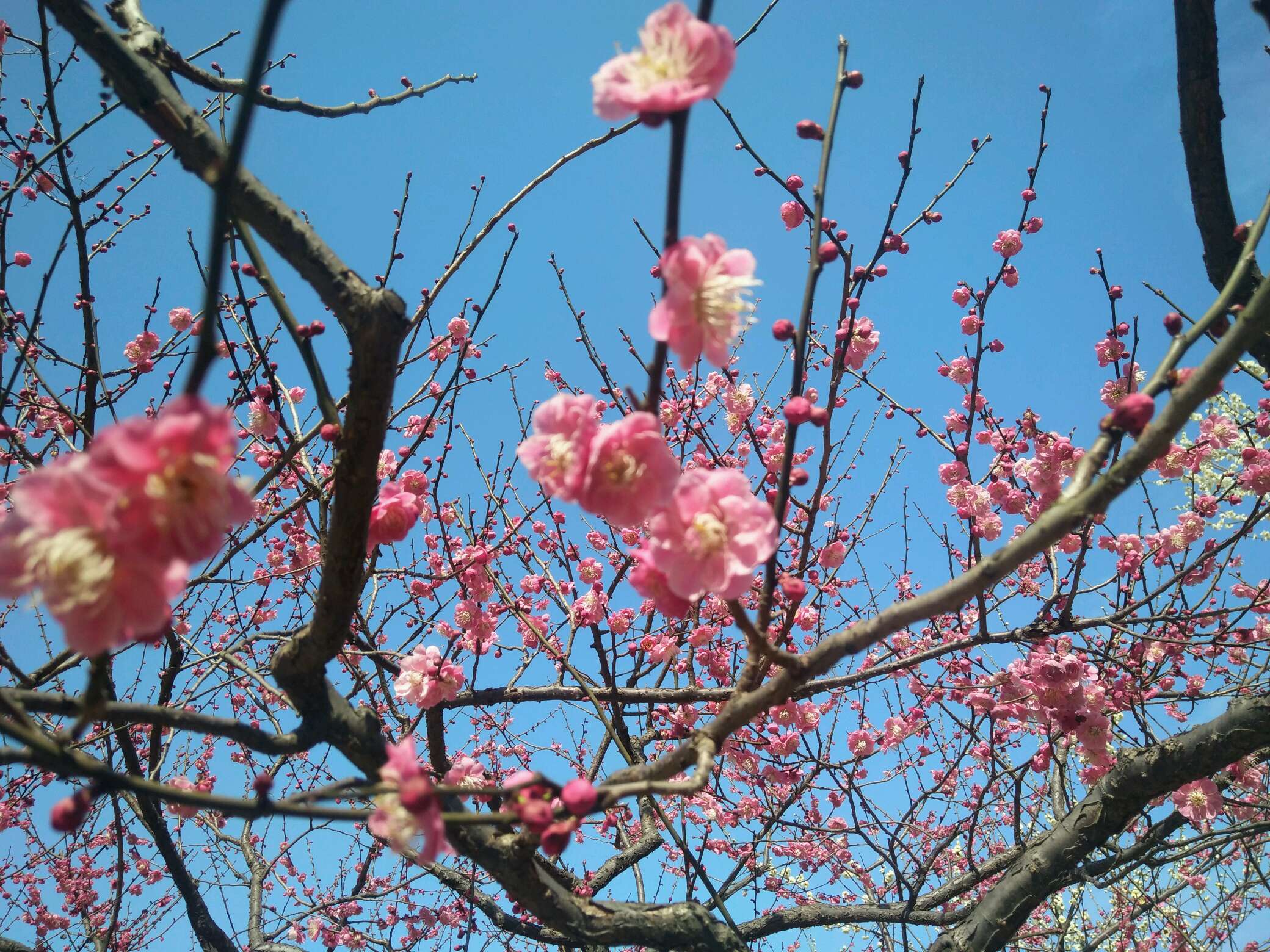 南京·梅花山