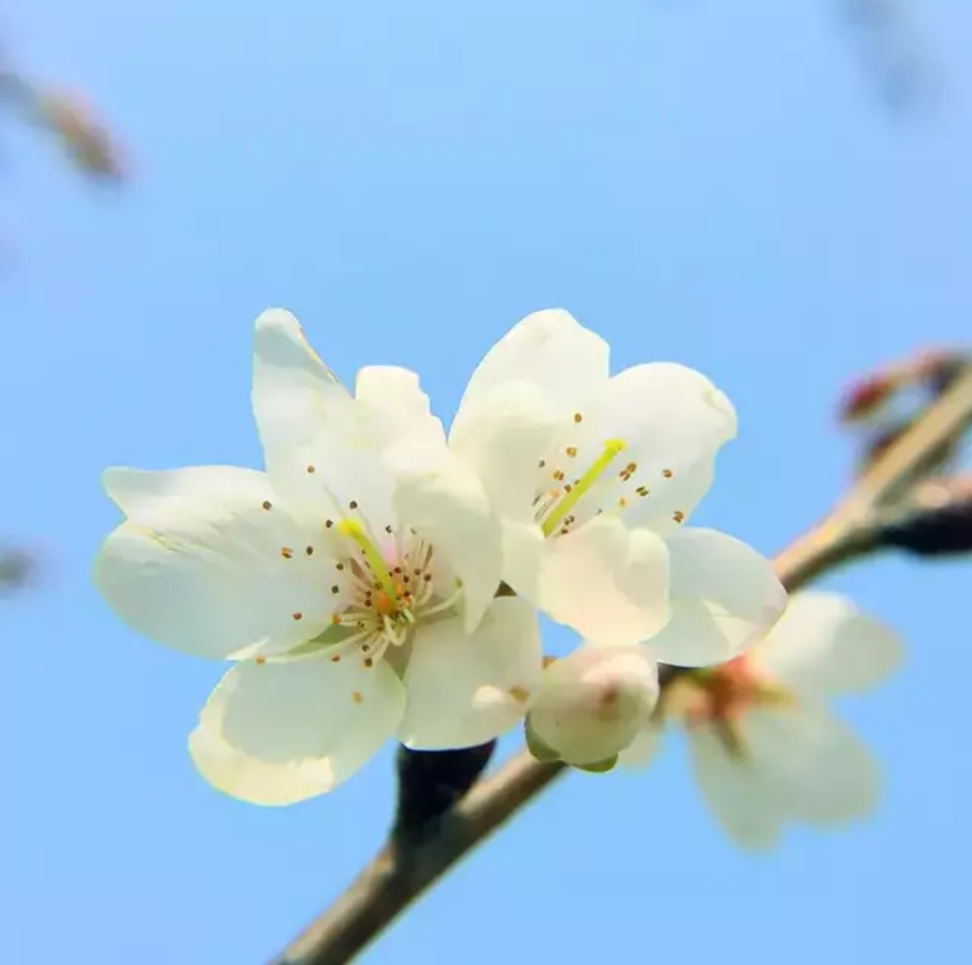 拍花怎麼發朋友圈(朋友圈曬花的幽默說說)