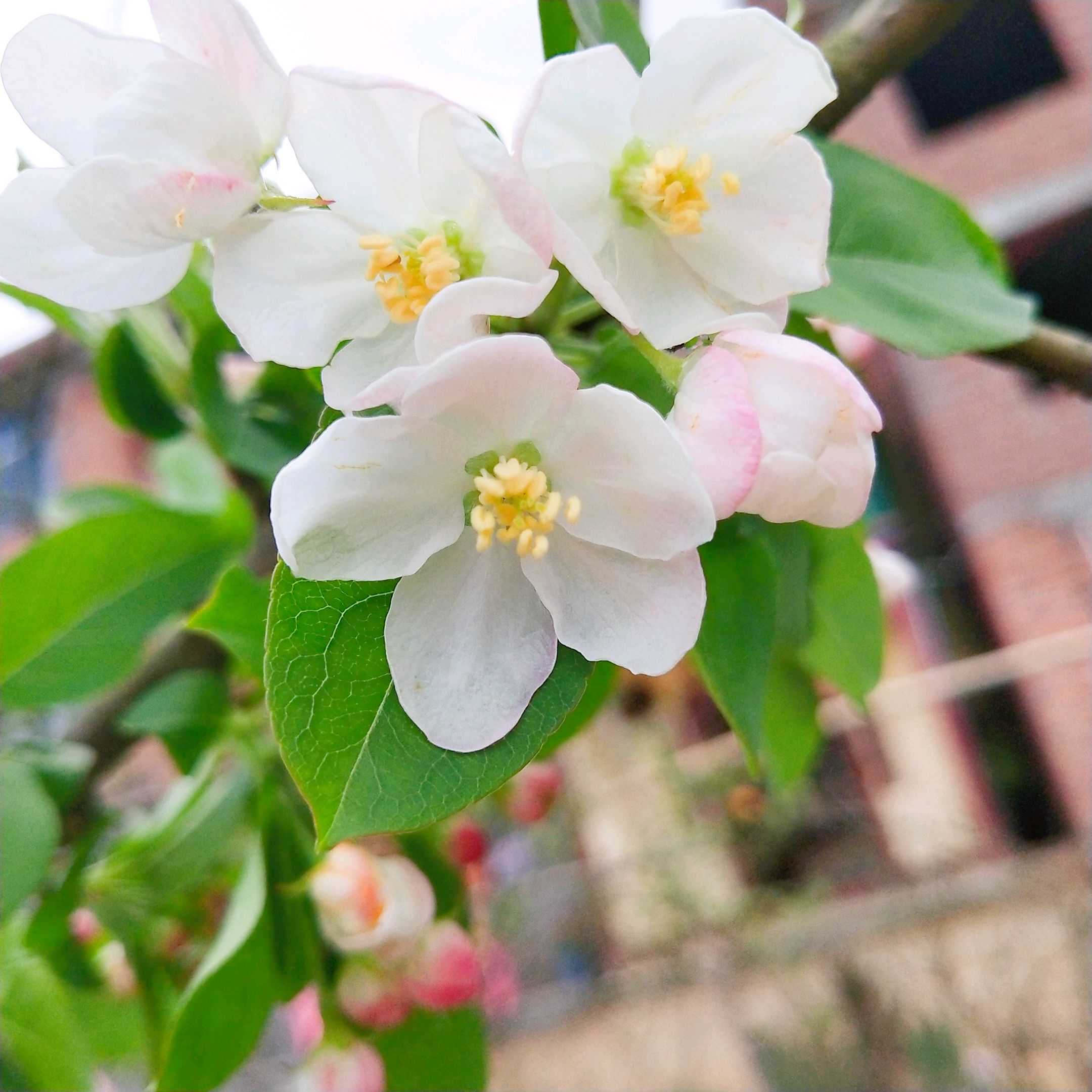 苹果花长什么样子图片图片