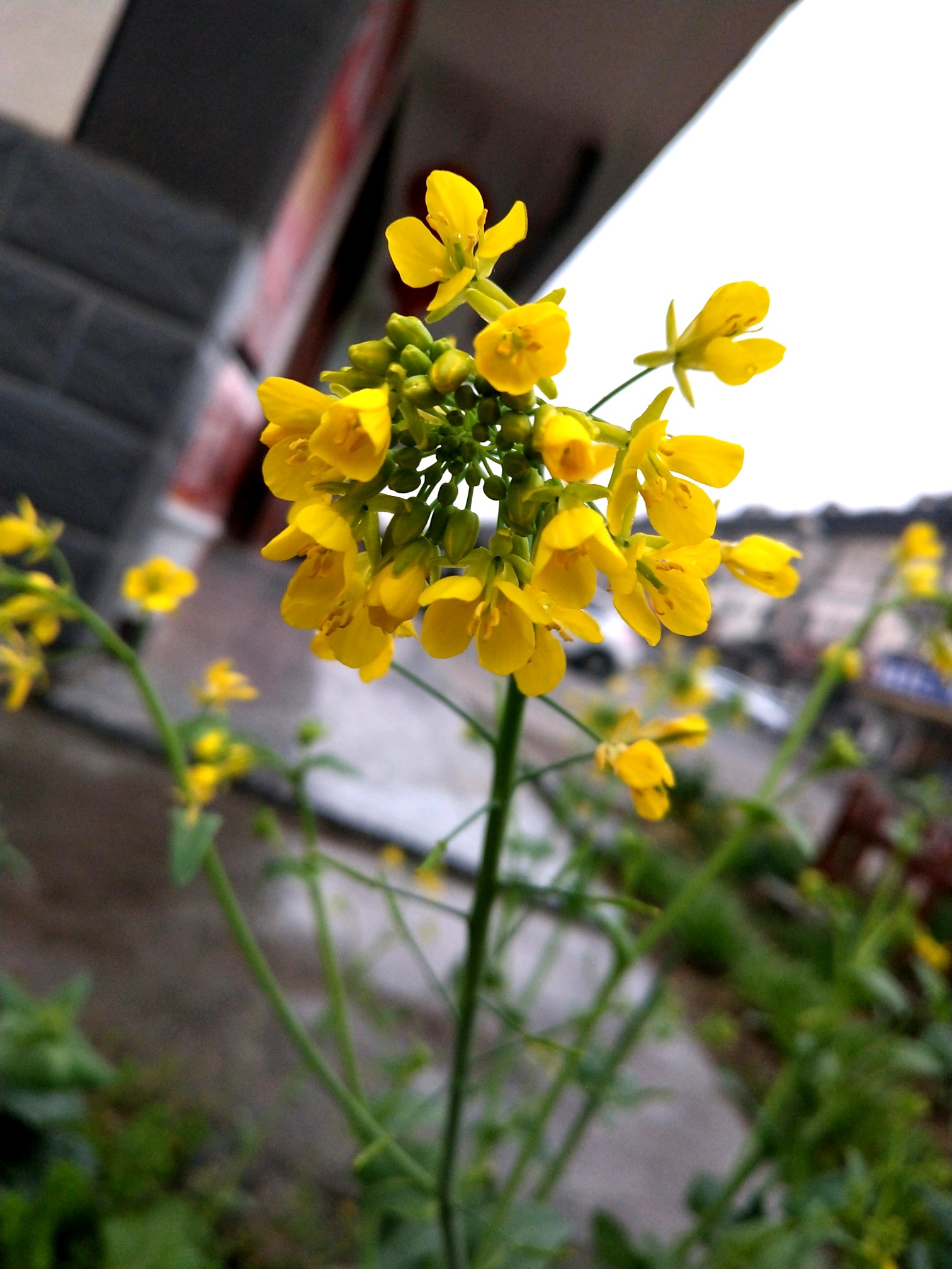 【初春记】3月乌镇细雨绵绵的清晨