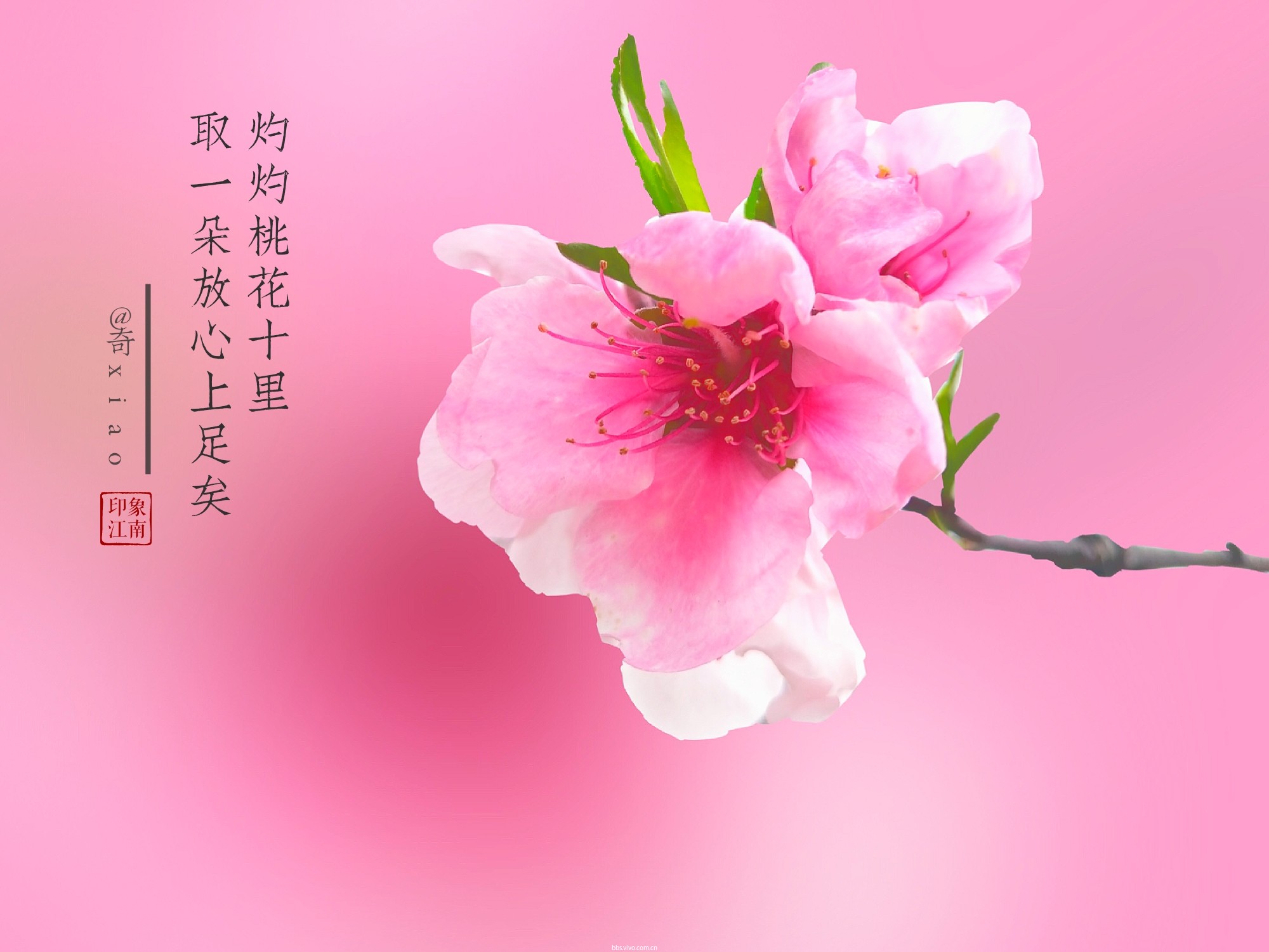 【初春记】三月桃花,笑春风