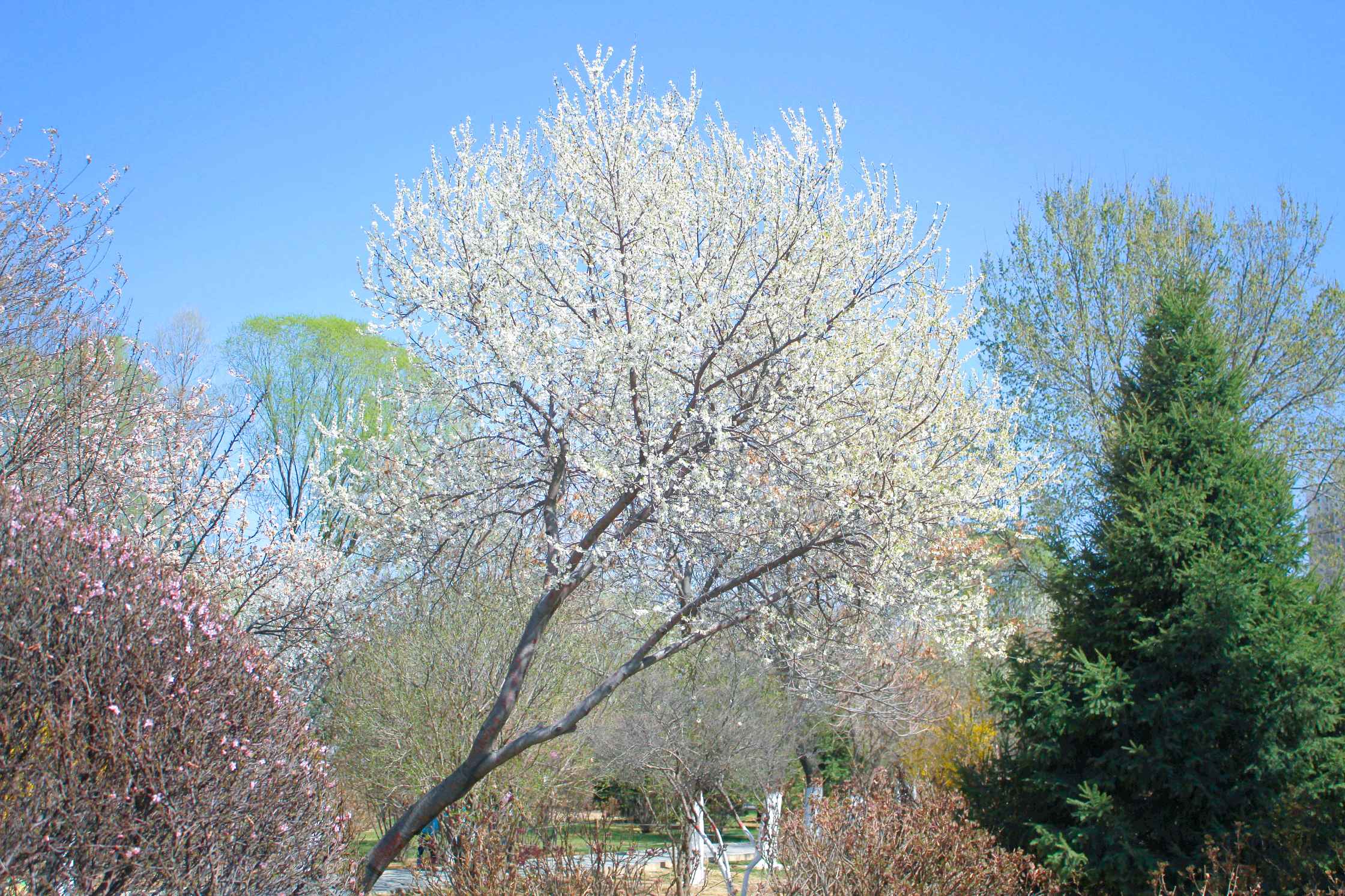 【x9s】初春-第6页-手机摄影-vivo官网社区