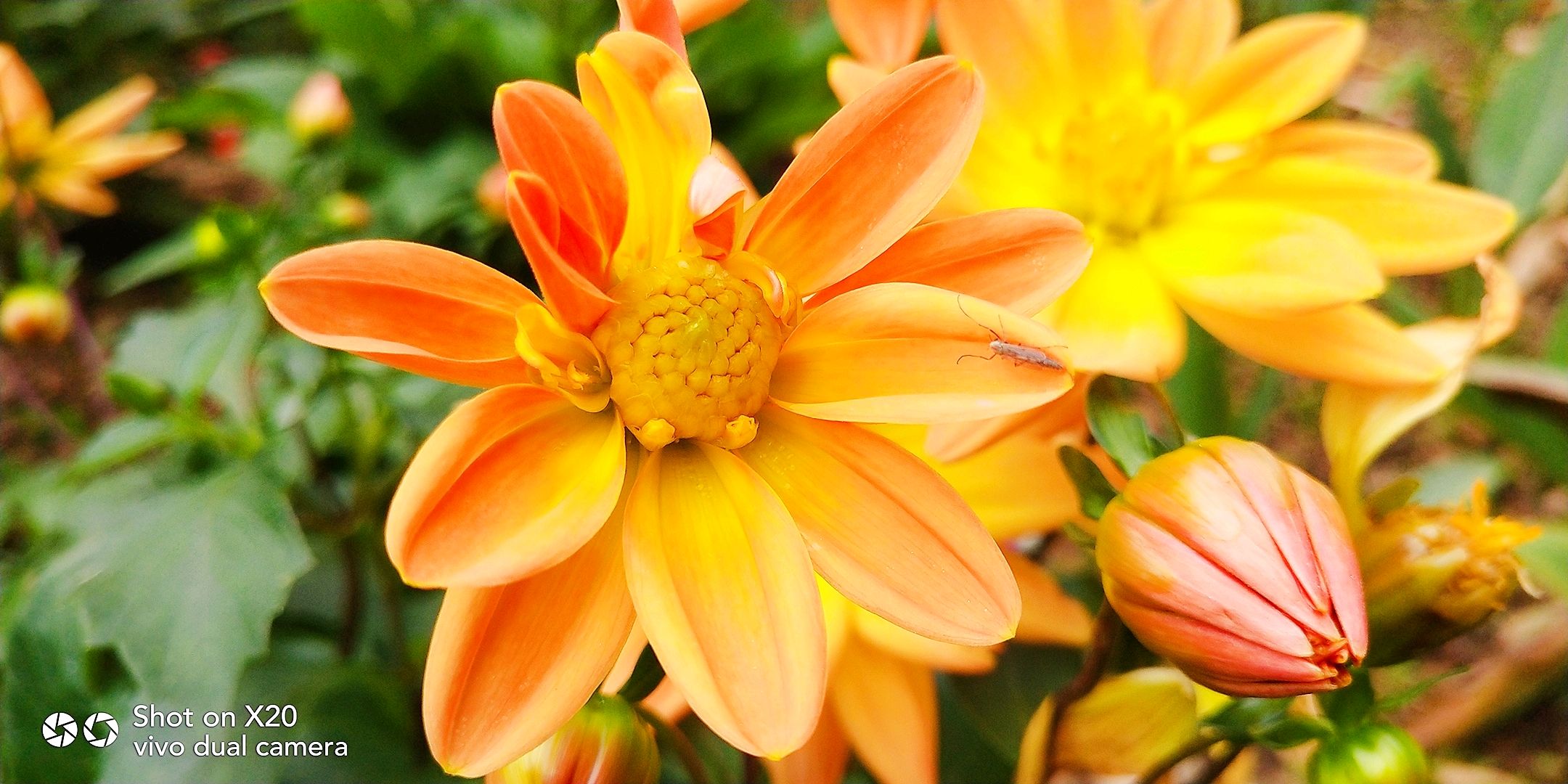 【x20】鲜艳的开花