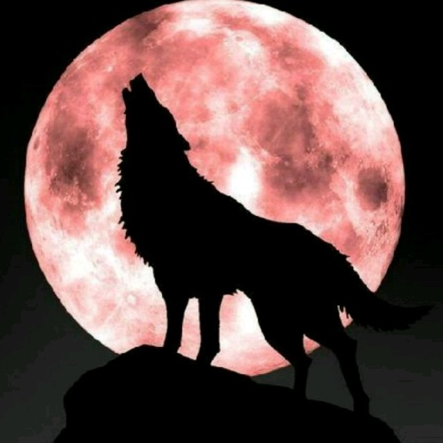 至于"狼″,取义于狼的野心和孤傲本性.