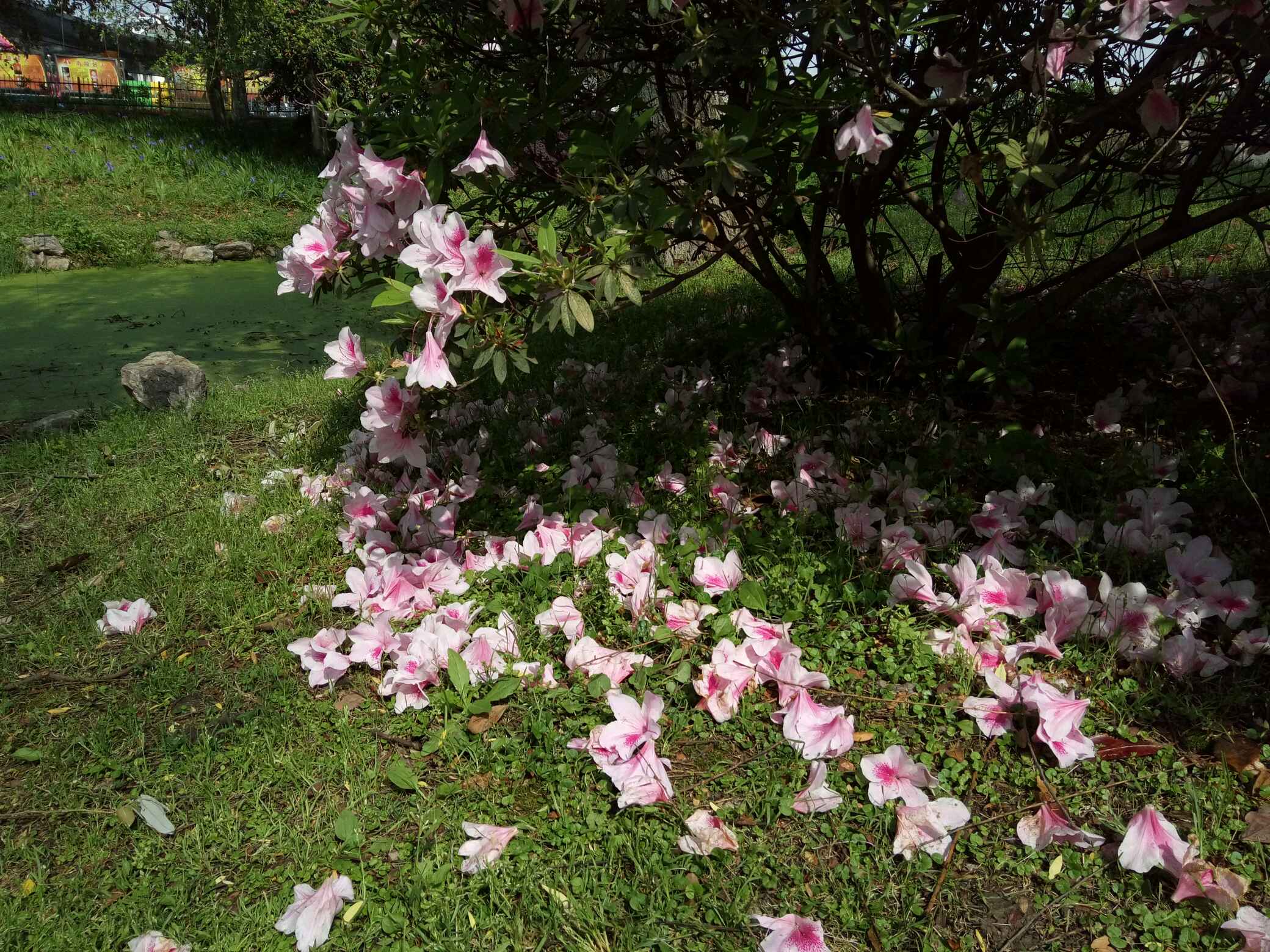 花開花又落