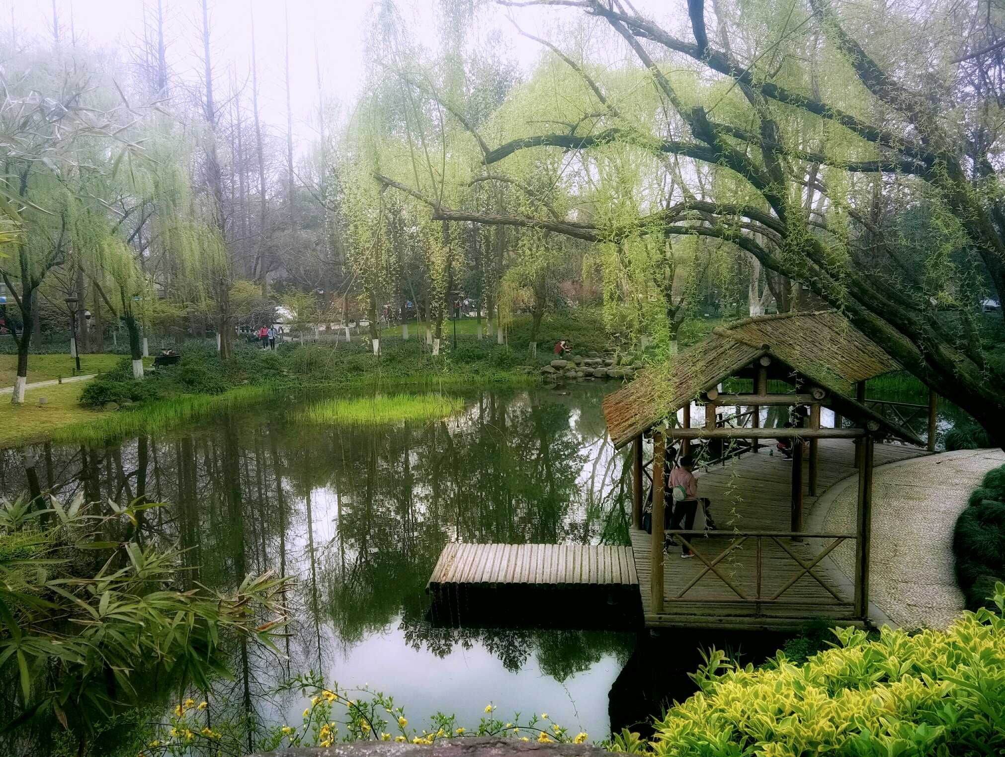 柳浪闻莺植物图片