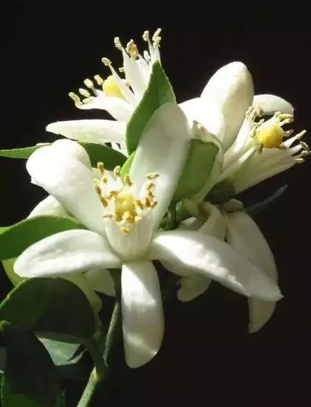 你见过这些水果开花的样子吗?