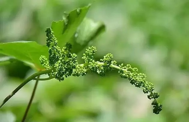 葡萄花呈黃綠色,因為花朵小得可憐,導致很多人都以為葡萄不開花紙接