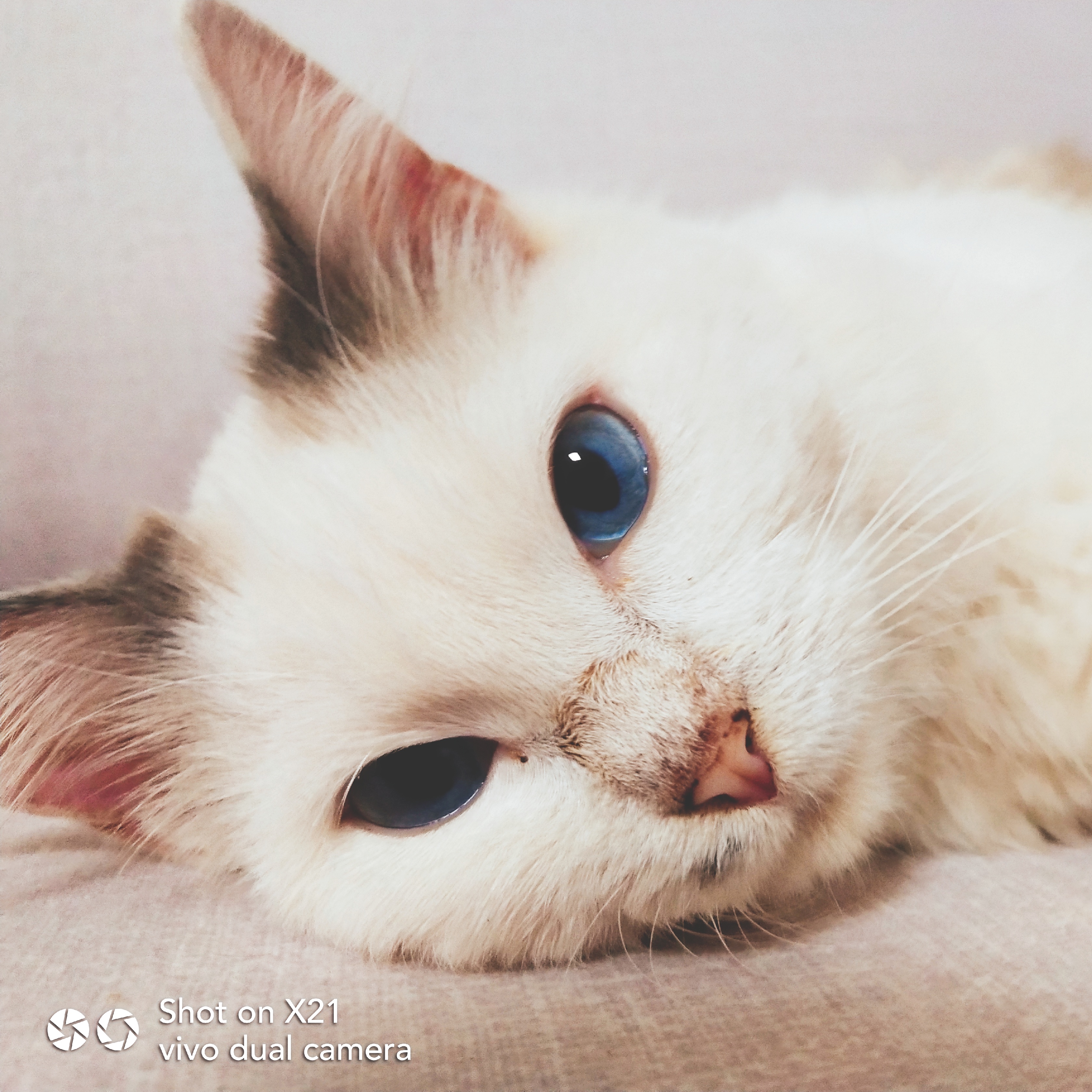【x21样张】安逸的喵星人-翠花