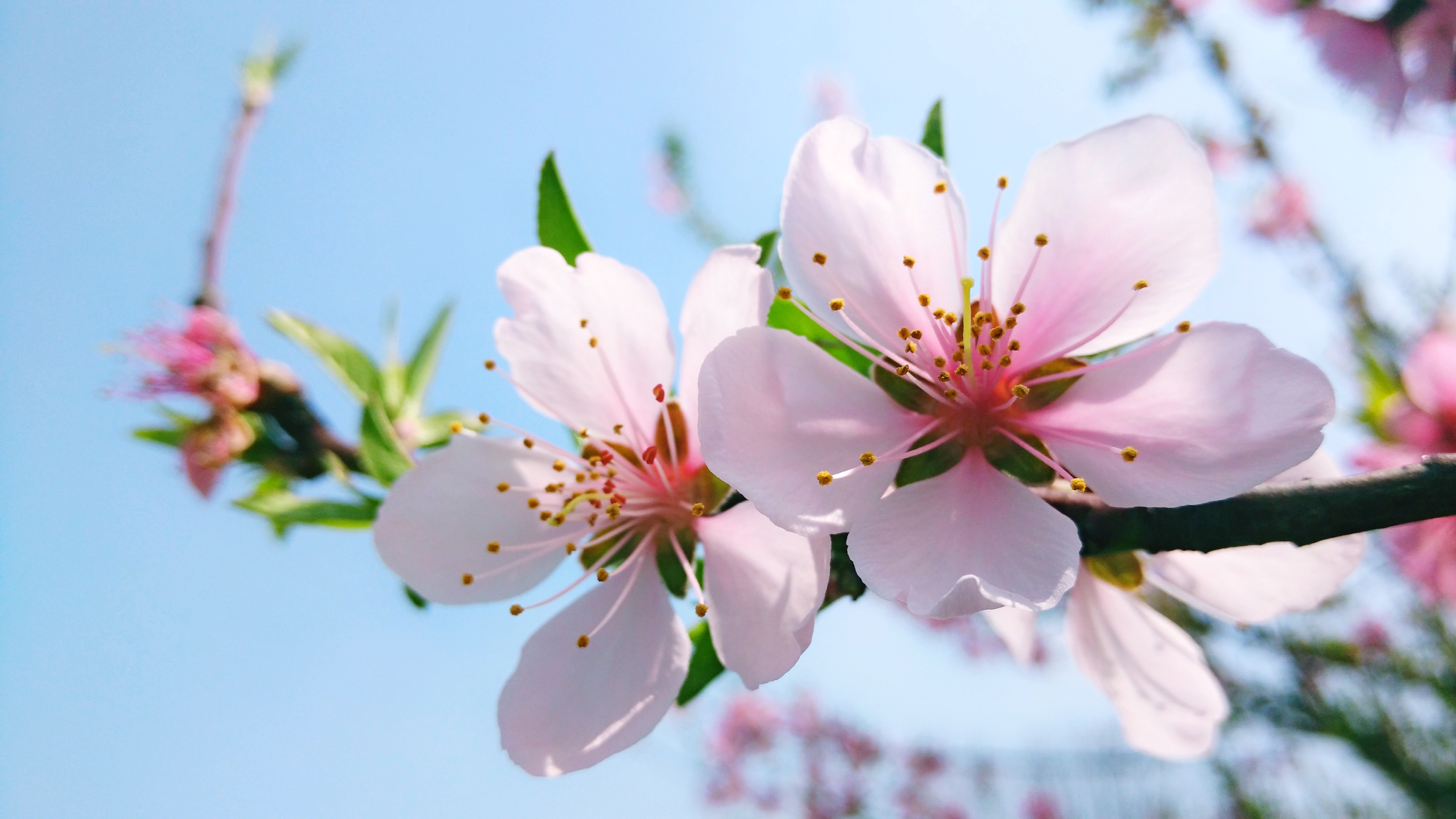 【xshot】淡粉桃枝